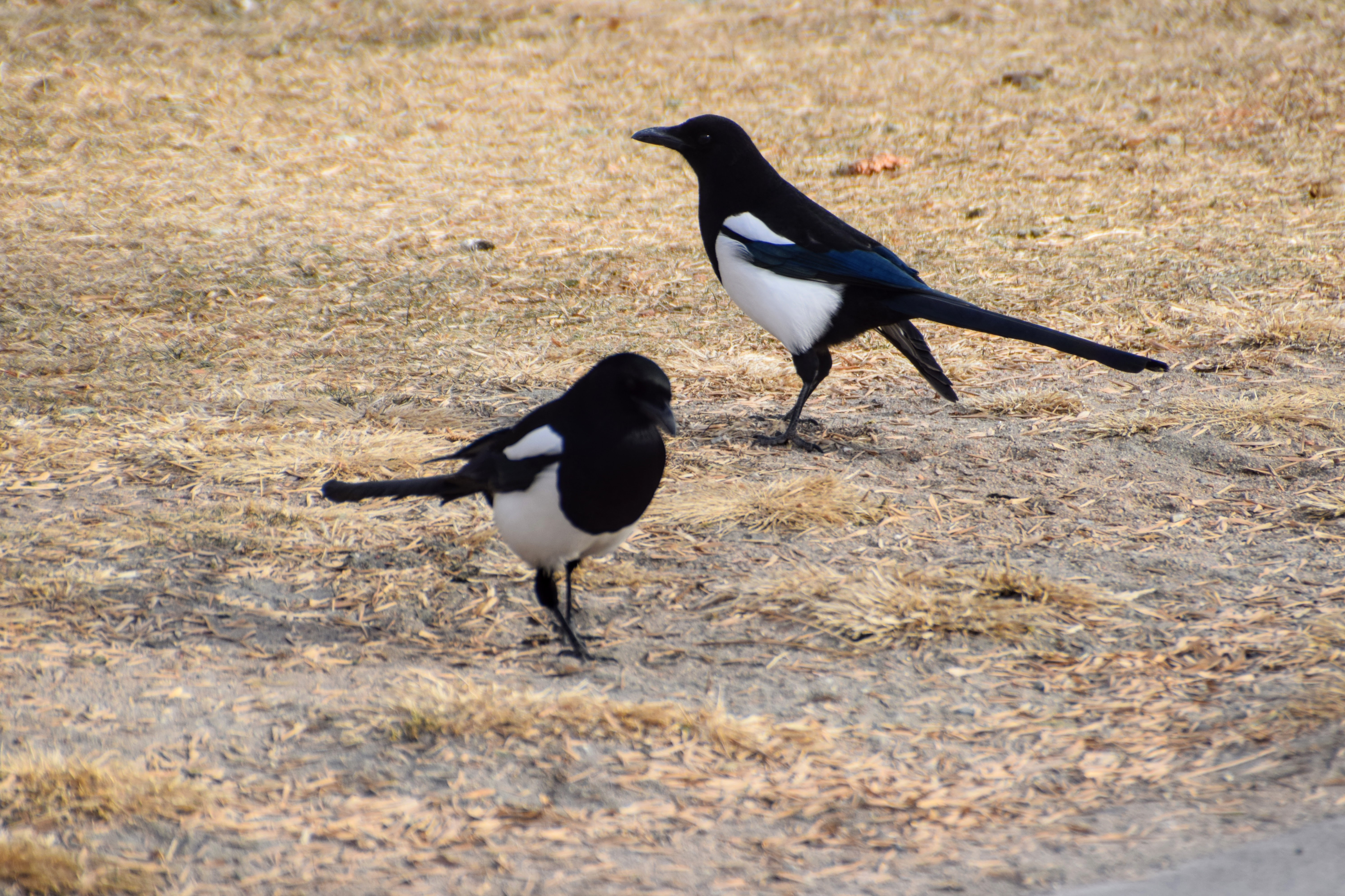 magpies