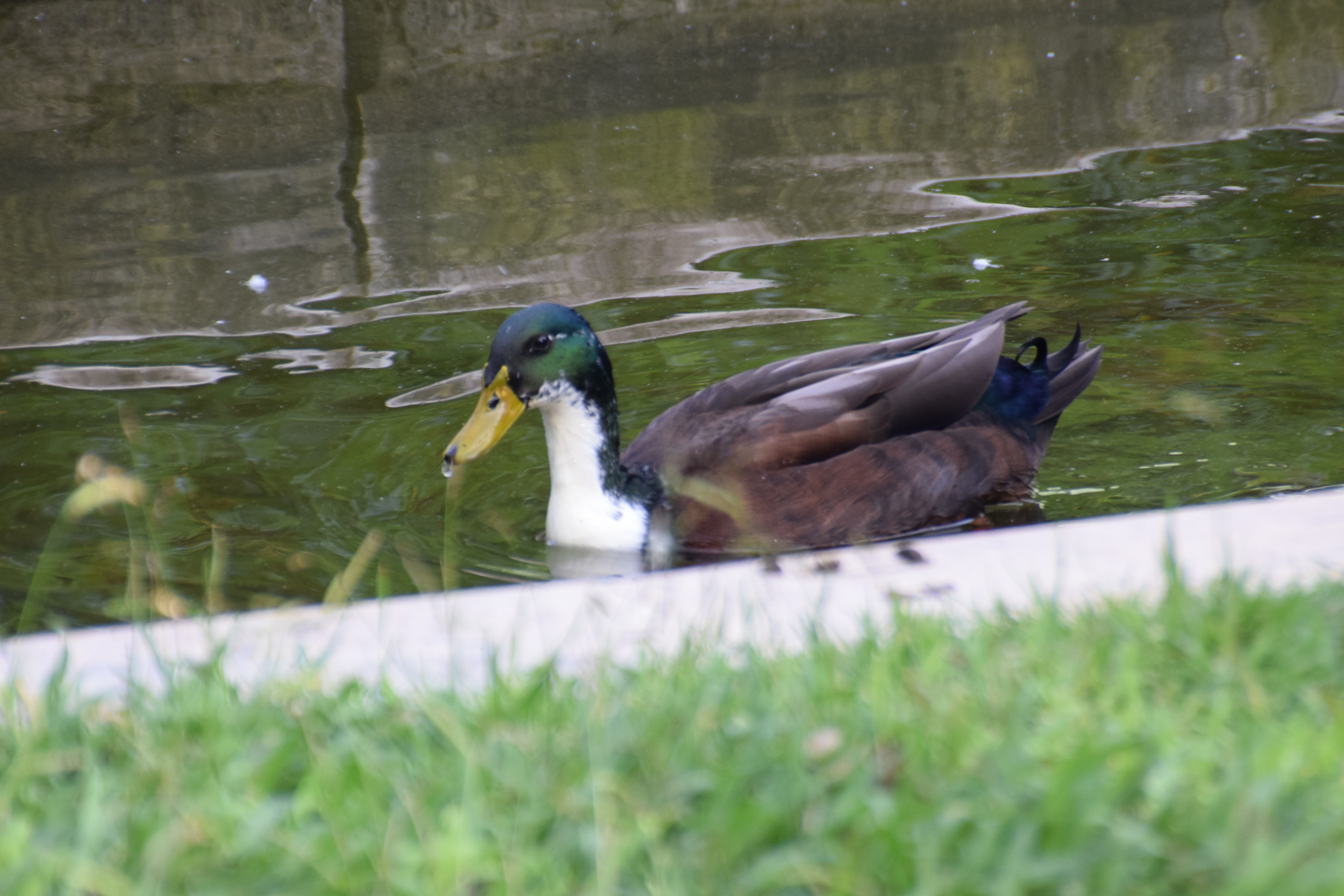 mallard