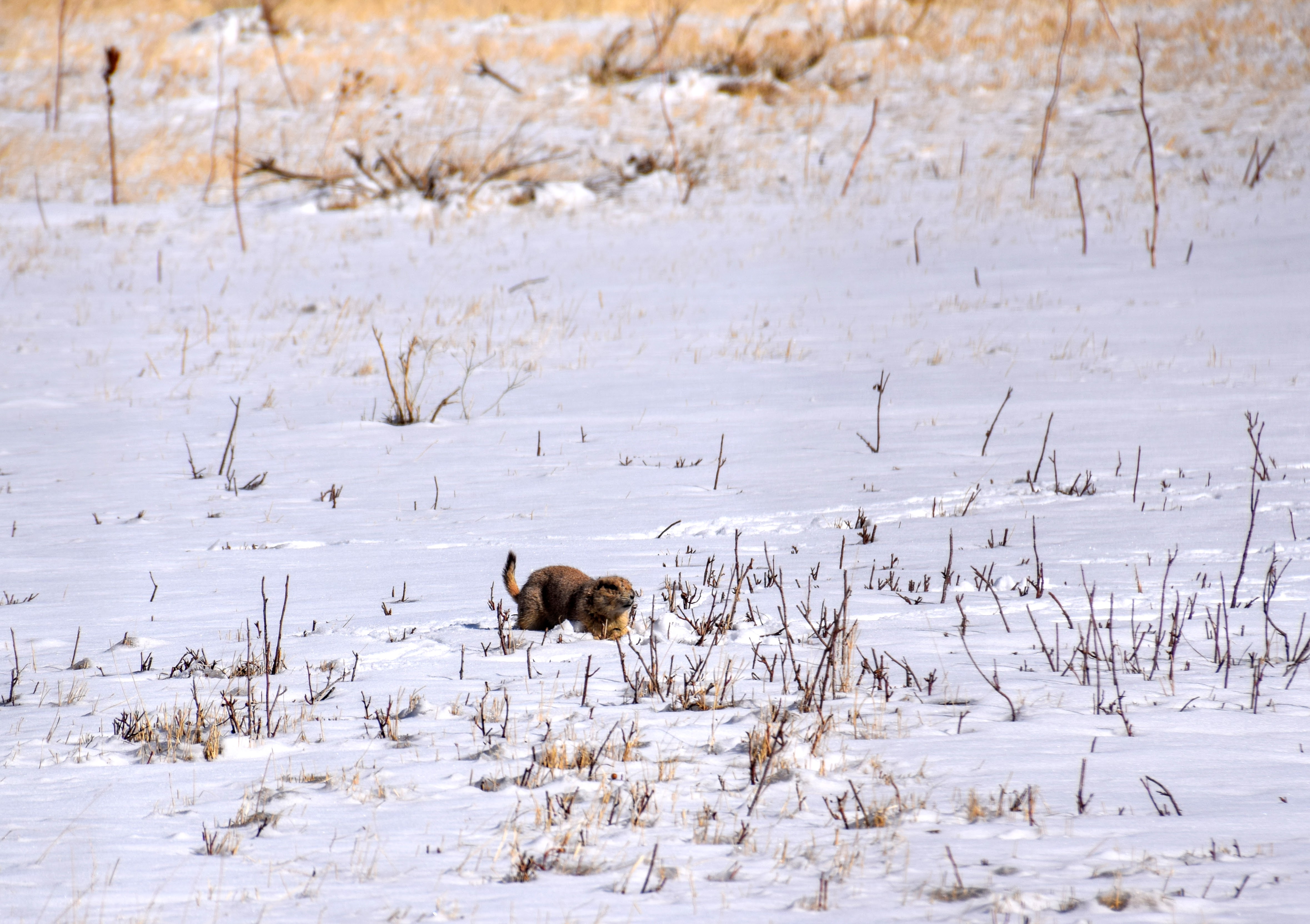 marmot