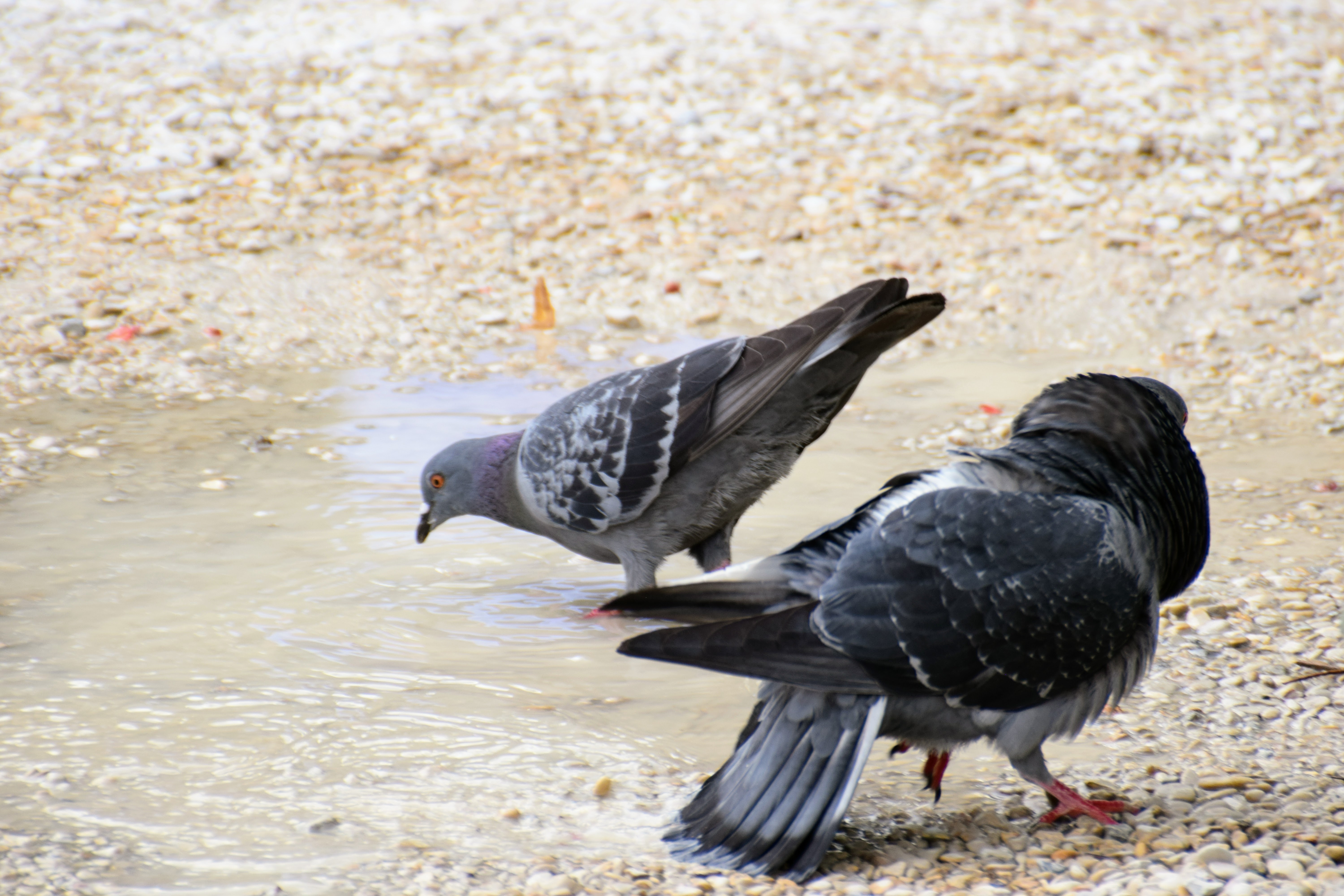 pigeon