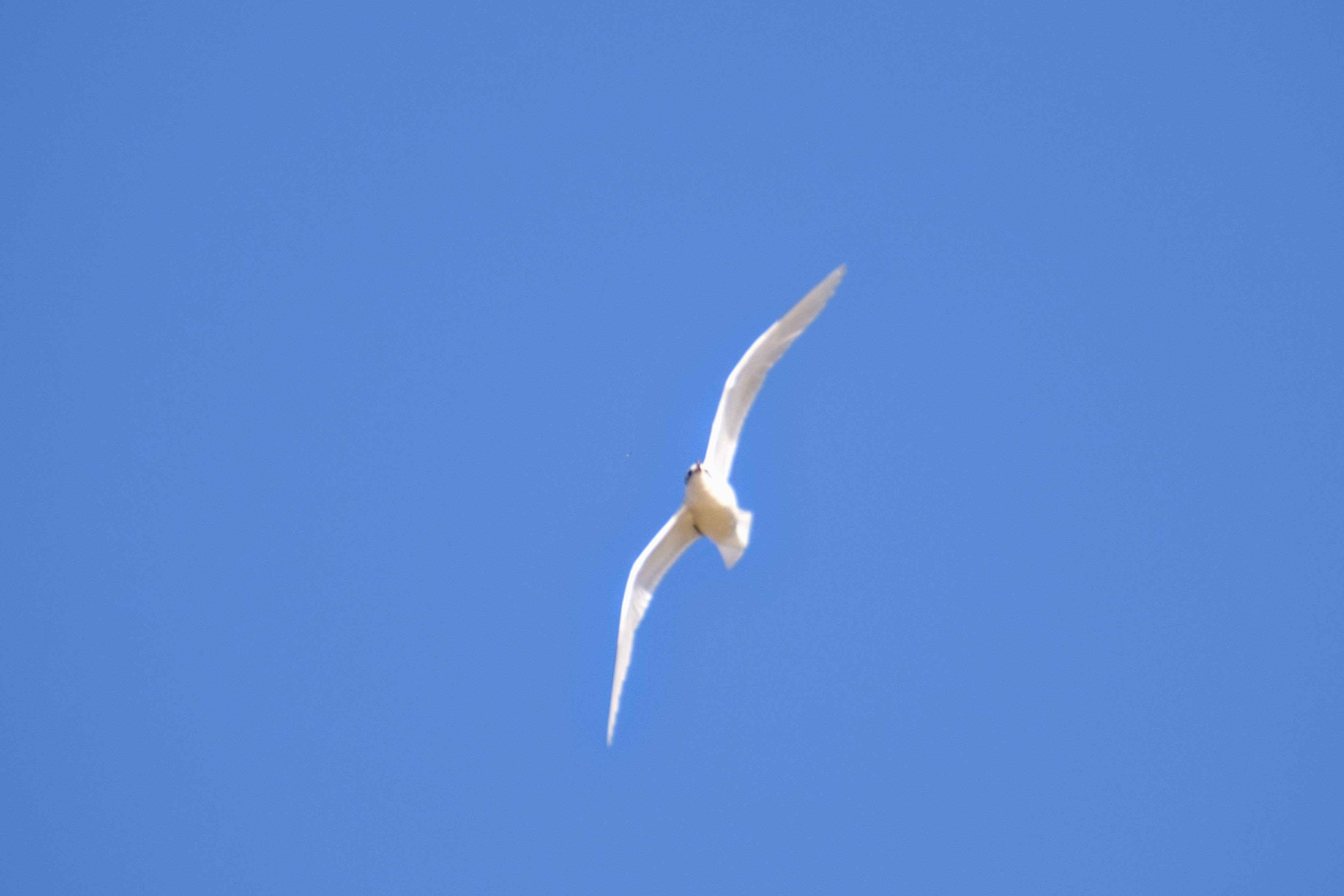 mediterranean-gull