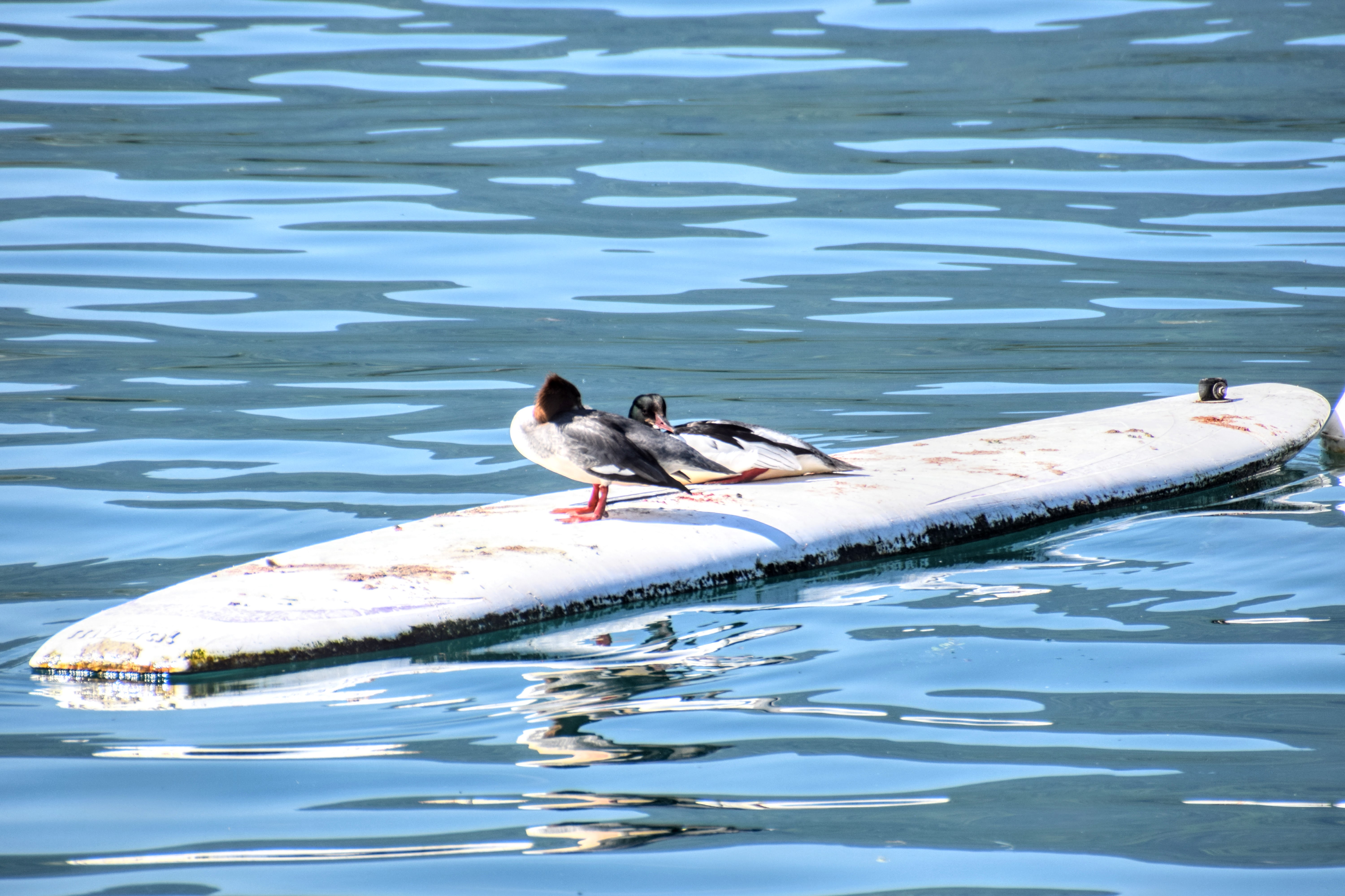 merganser