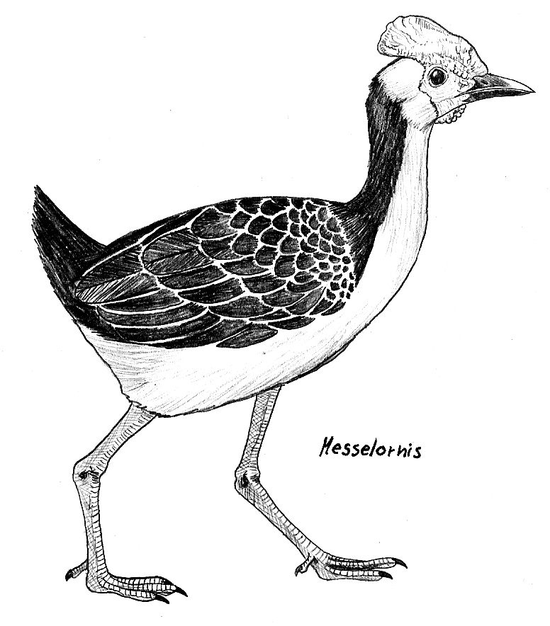 Messelornis