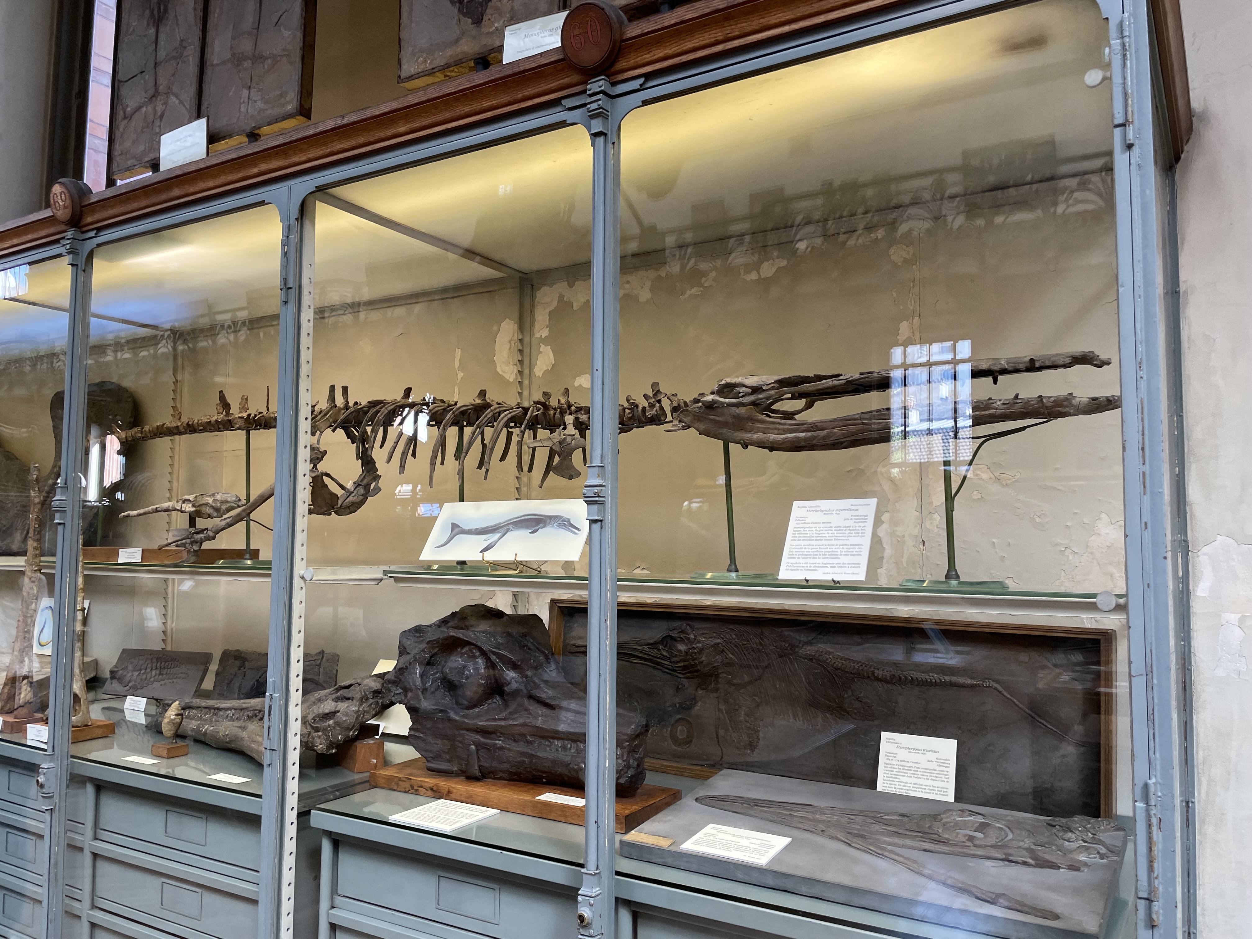 metriorhynchus