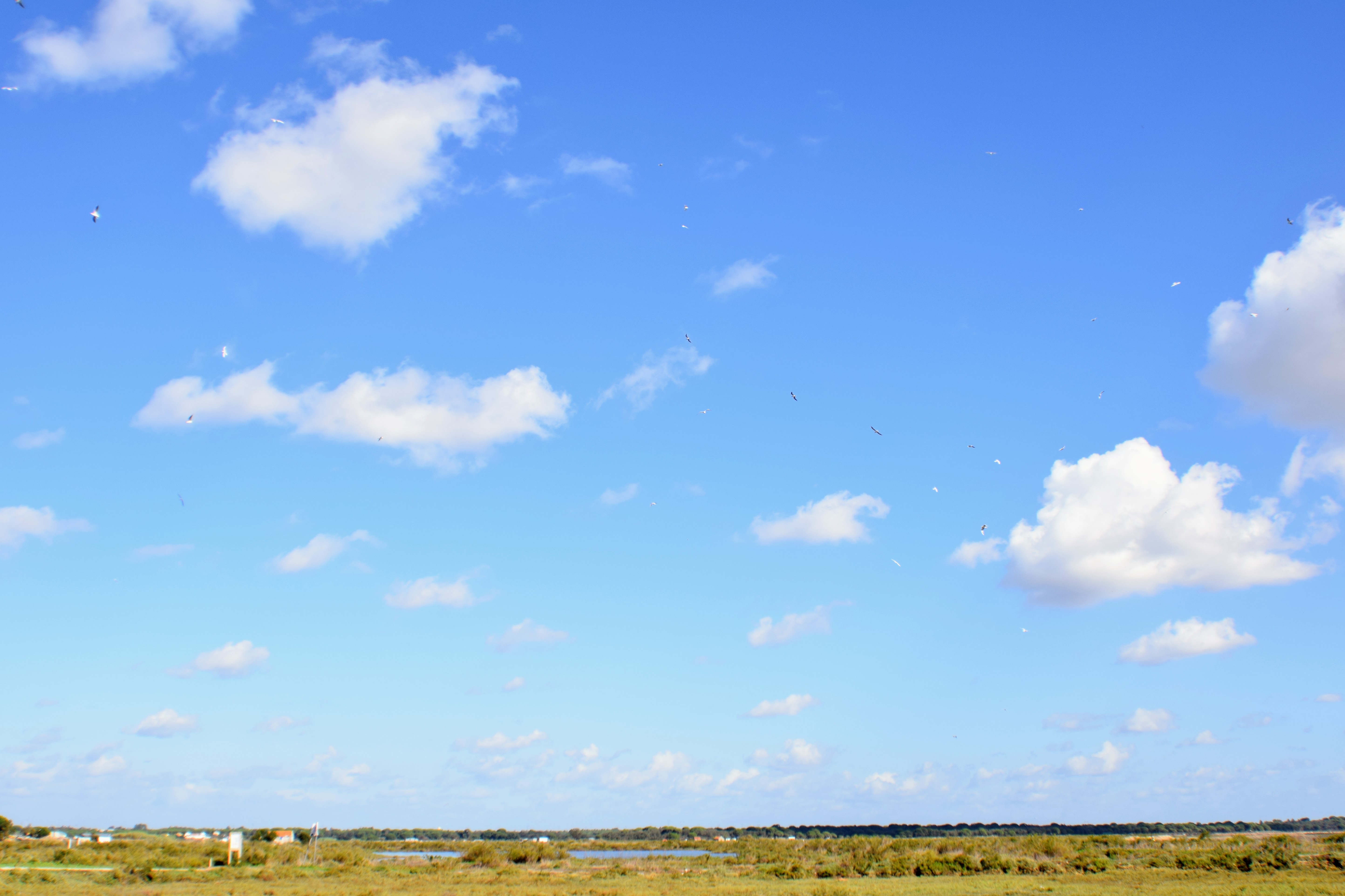 mixed-flock