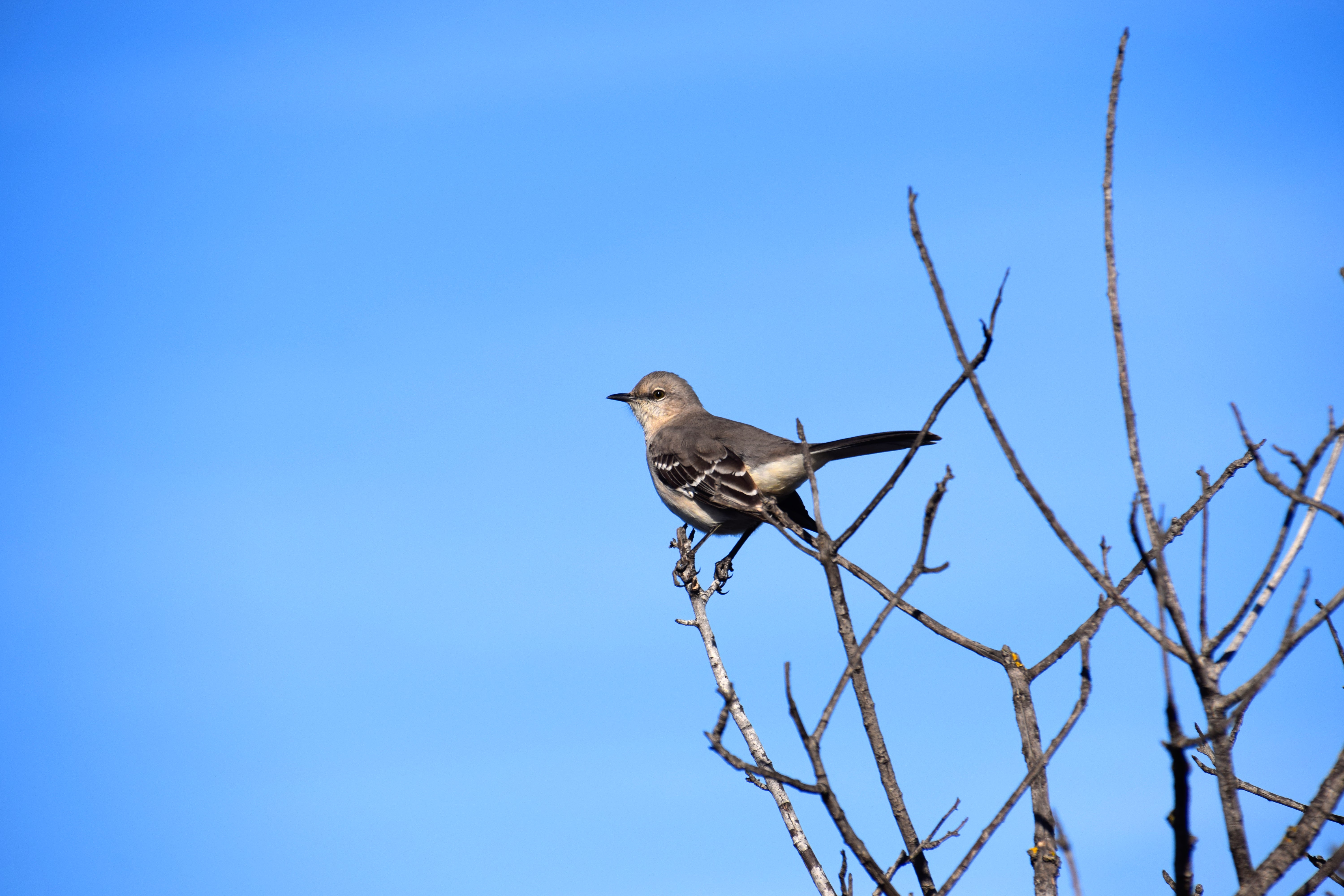 Dinosaur Photography 5: Landbirds of California