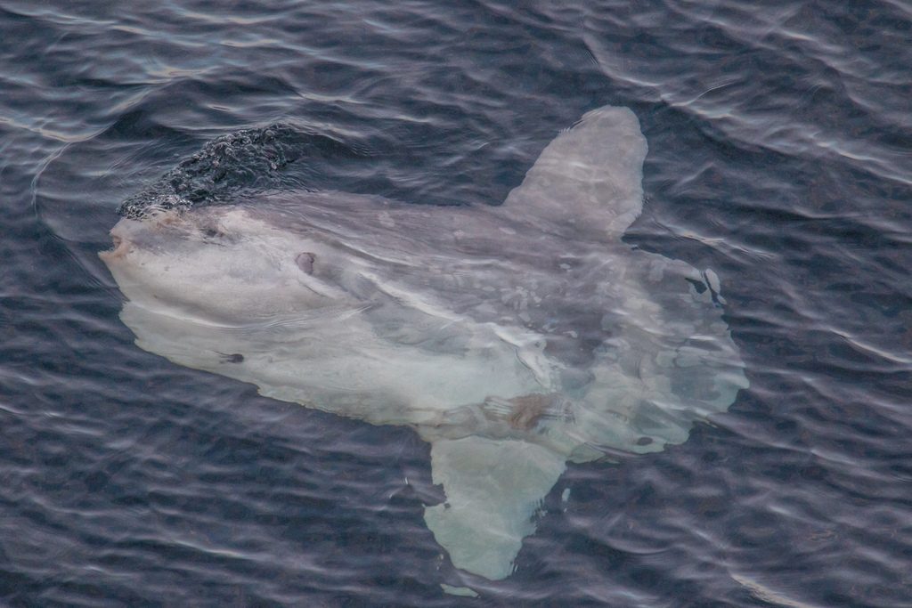 mola mola