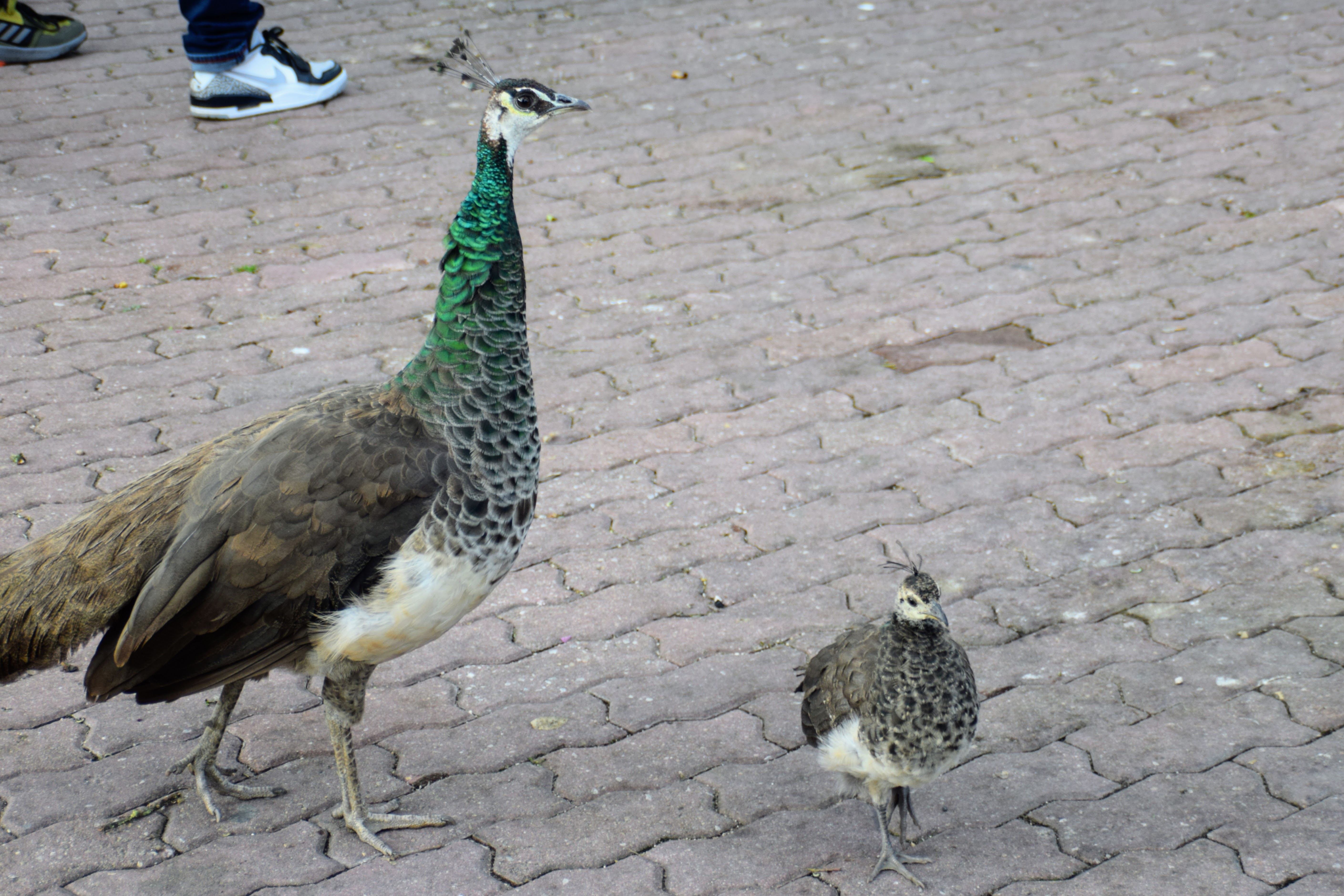 peahen