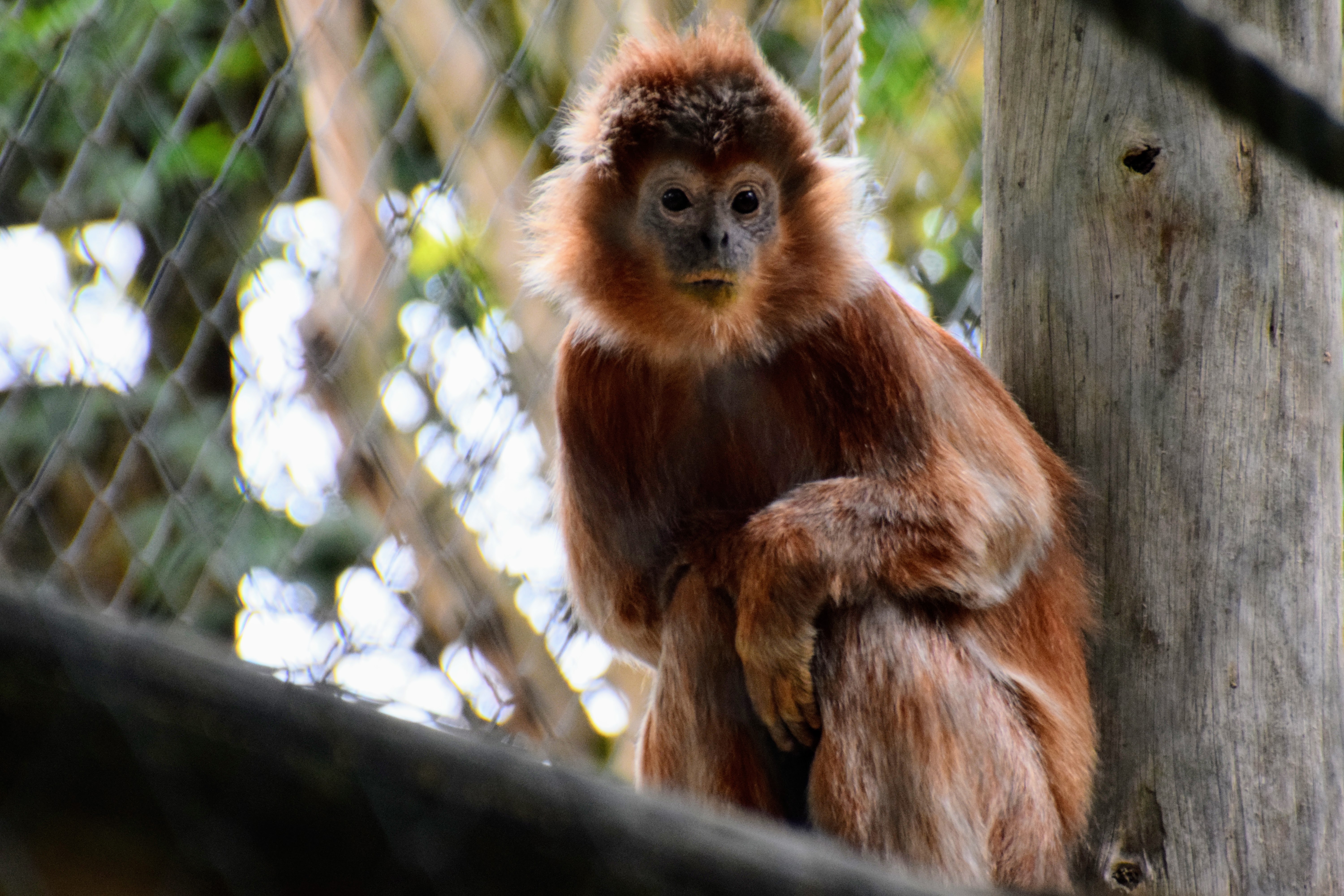 langur