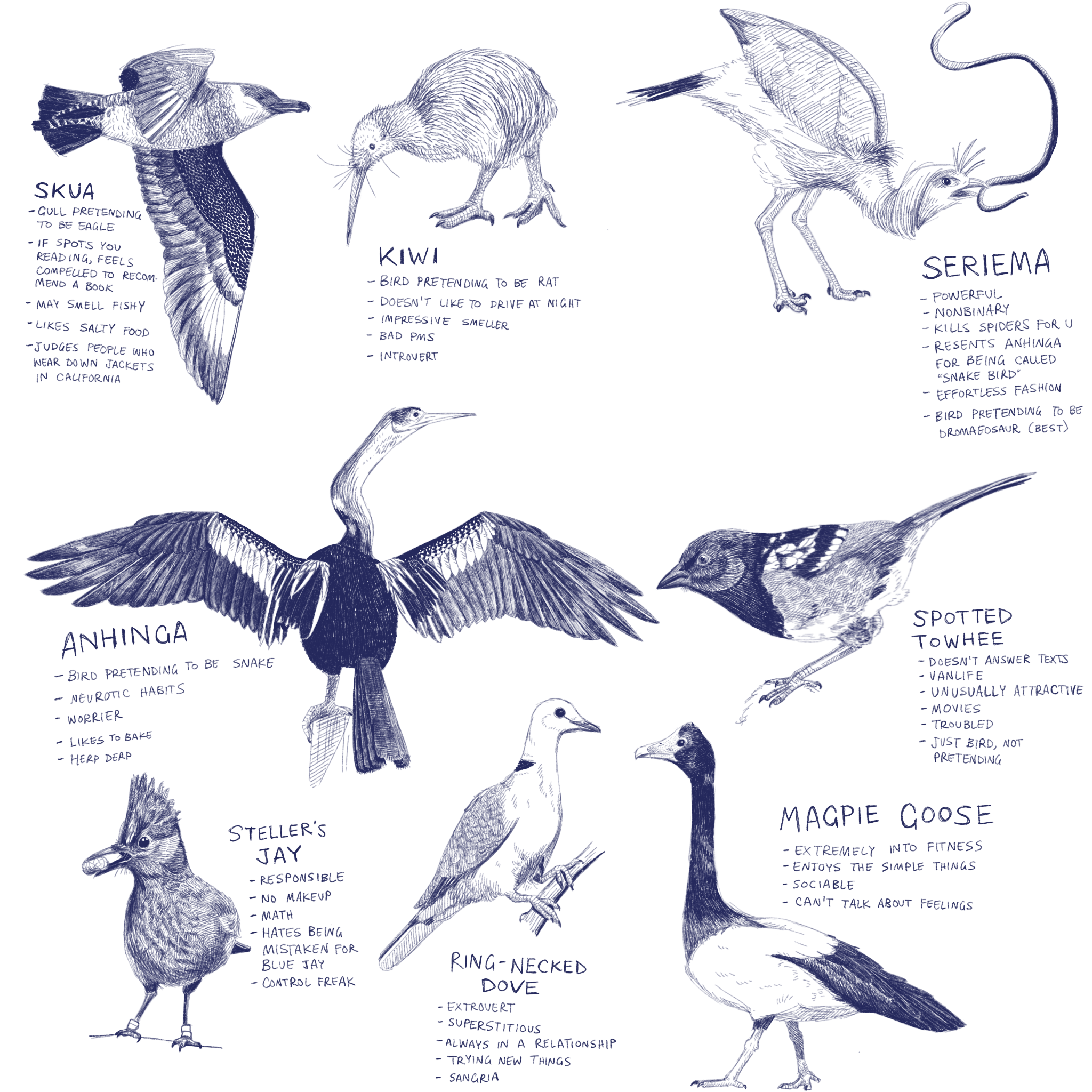 more bird sketches