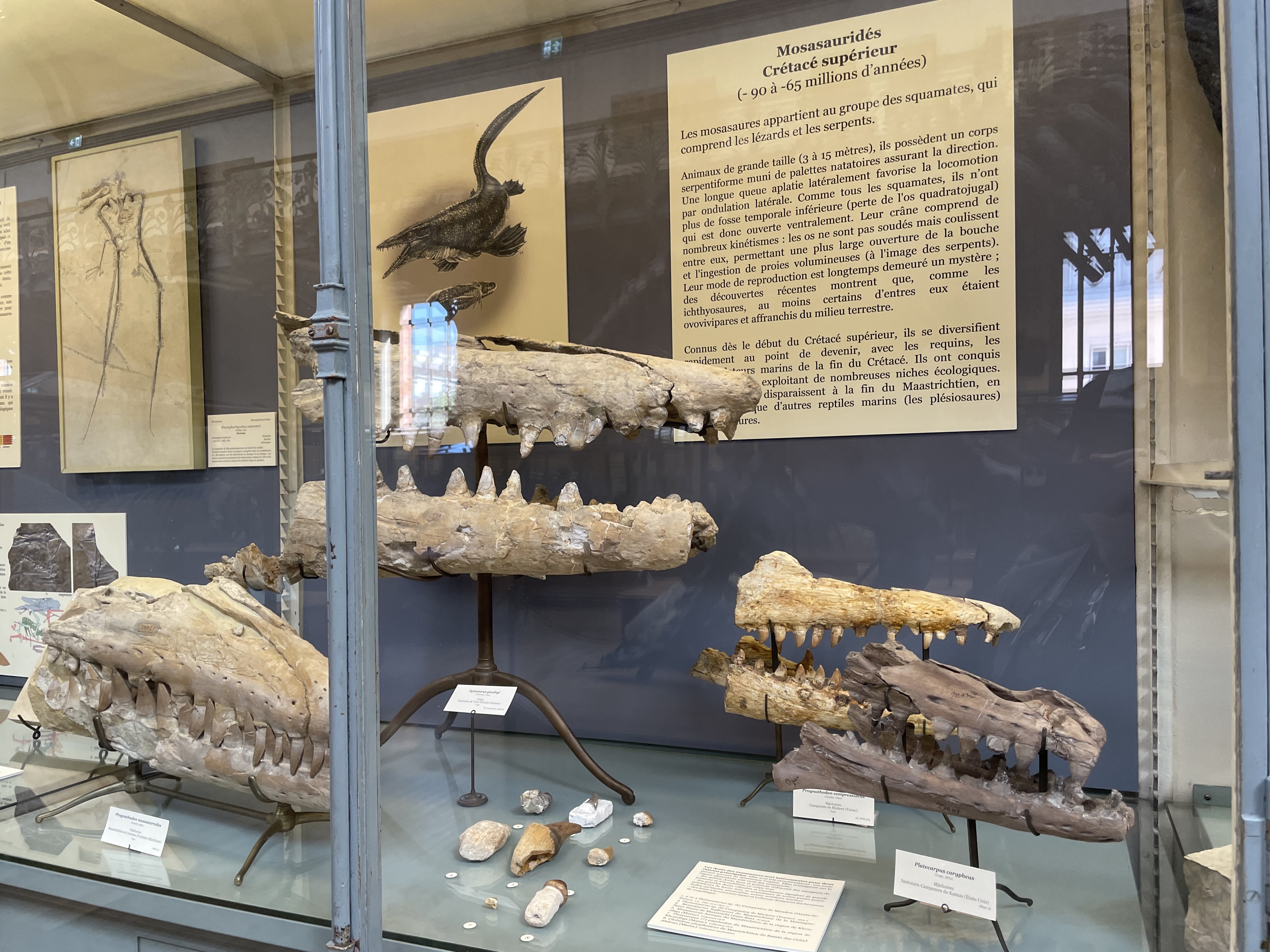 mosasaurs