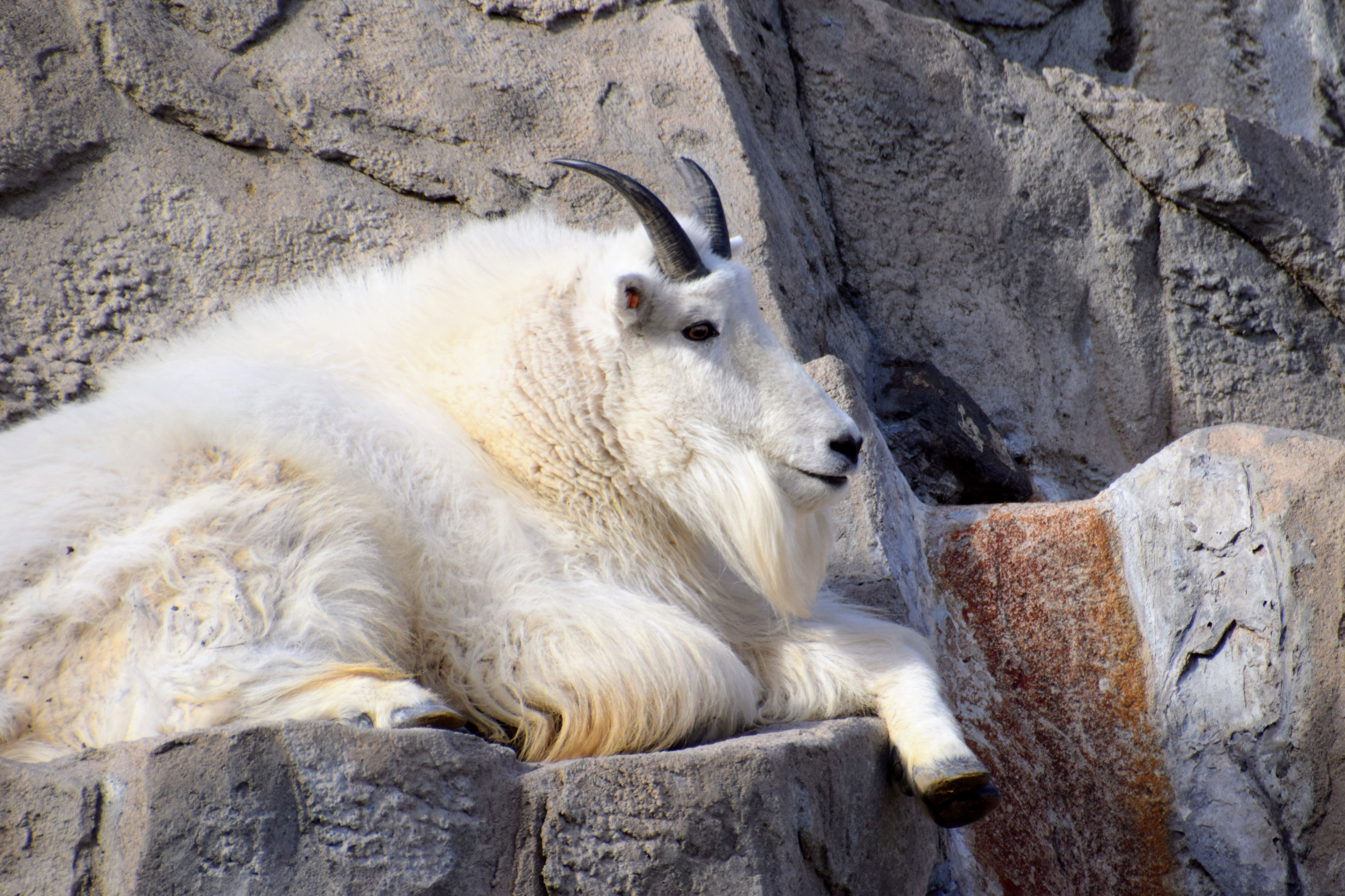 mountain-goat