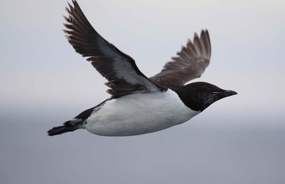 Thick-billed Murre