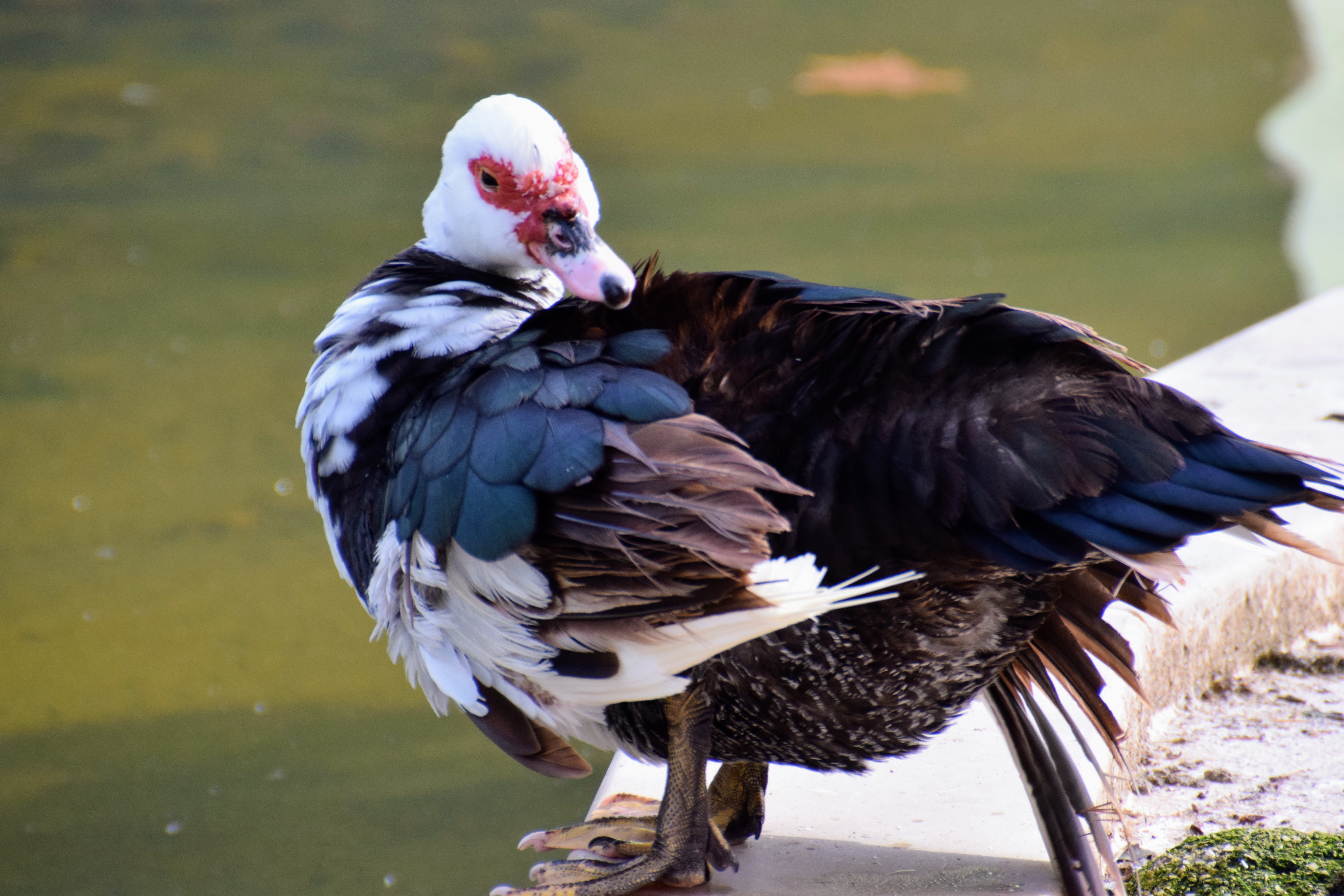 muscovy