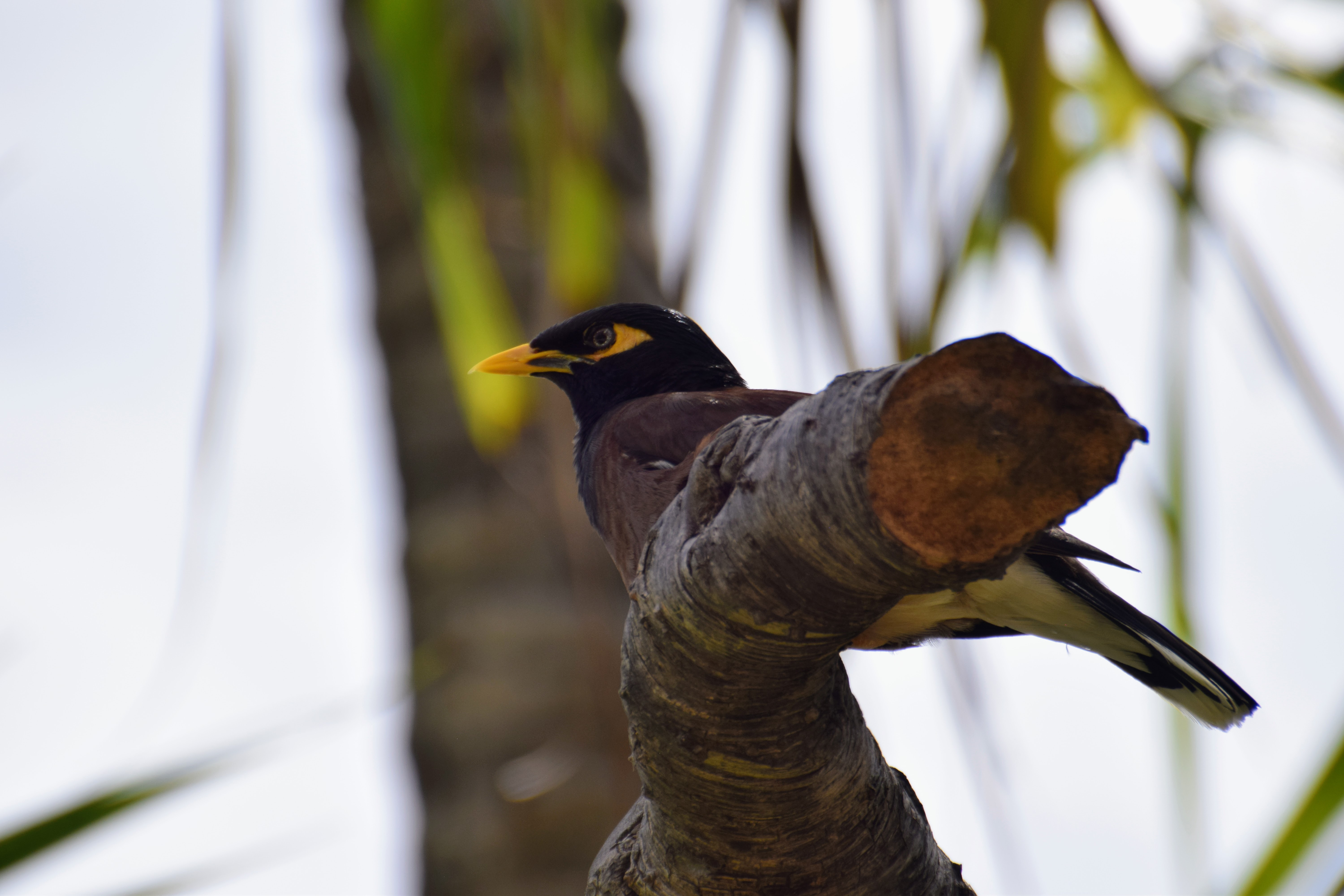 myna-1