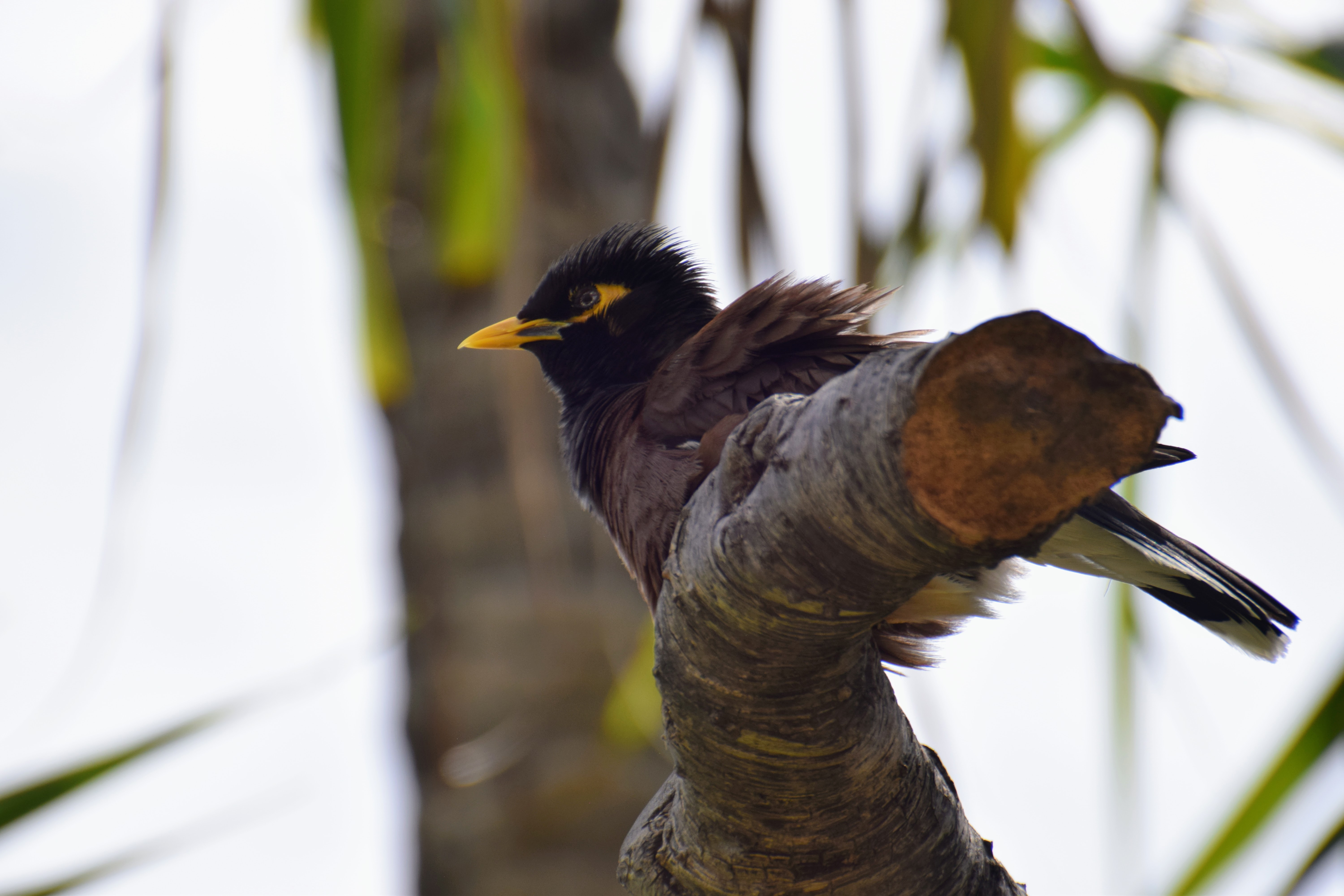 myna-2