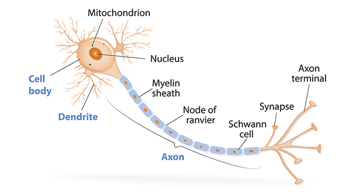 neuron