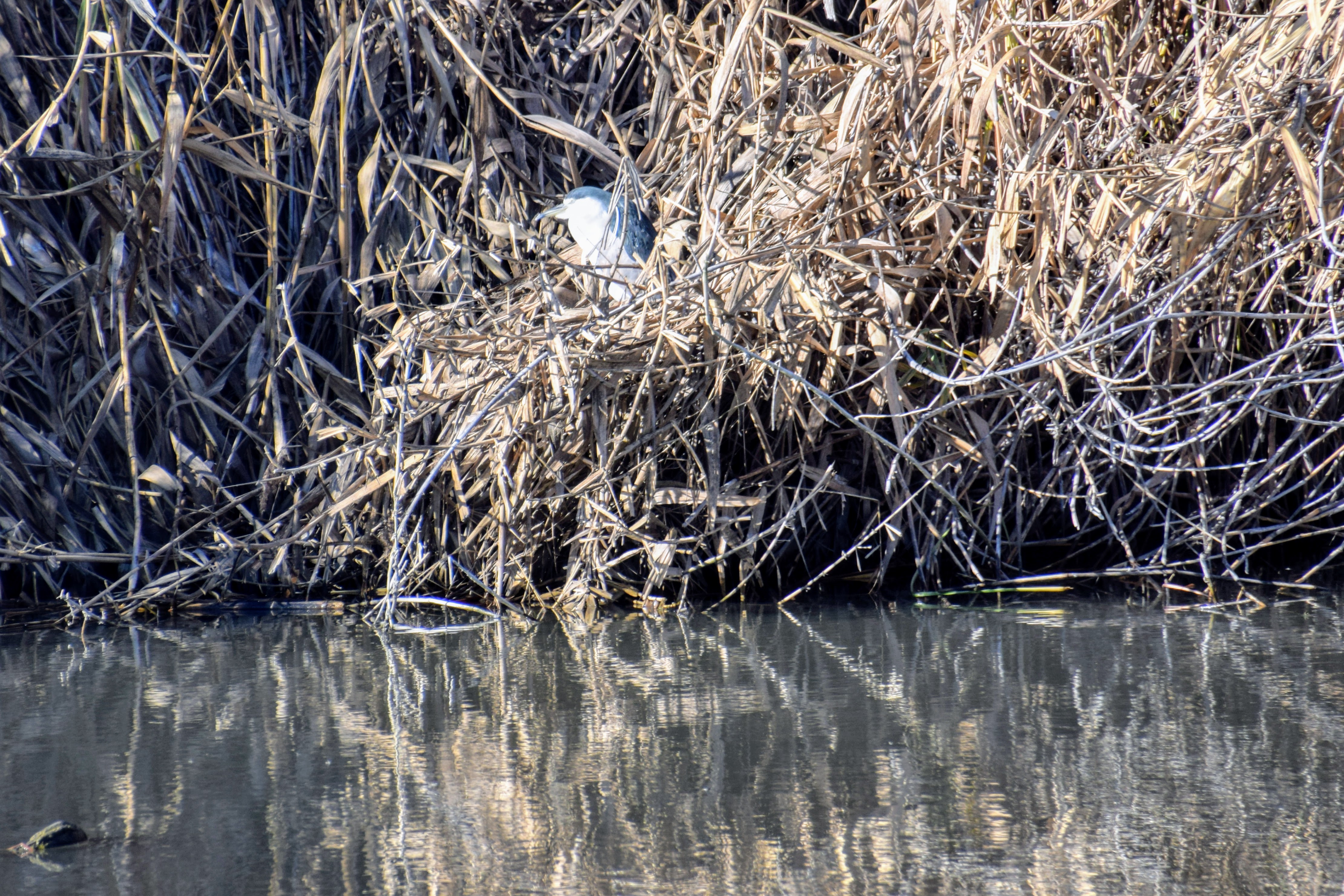 black-crowned