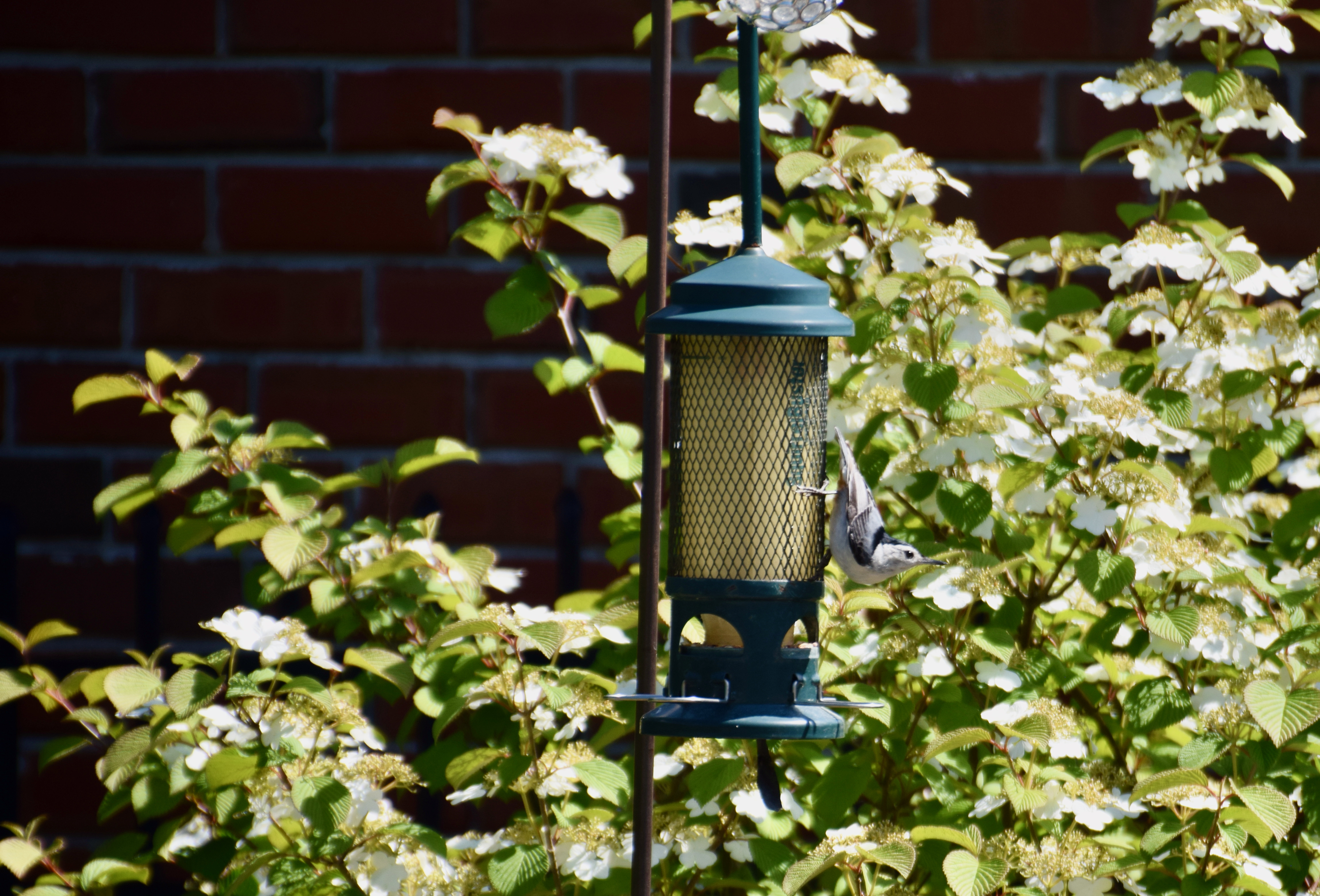 nuthatch