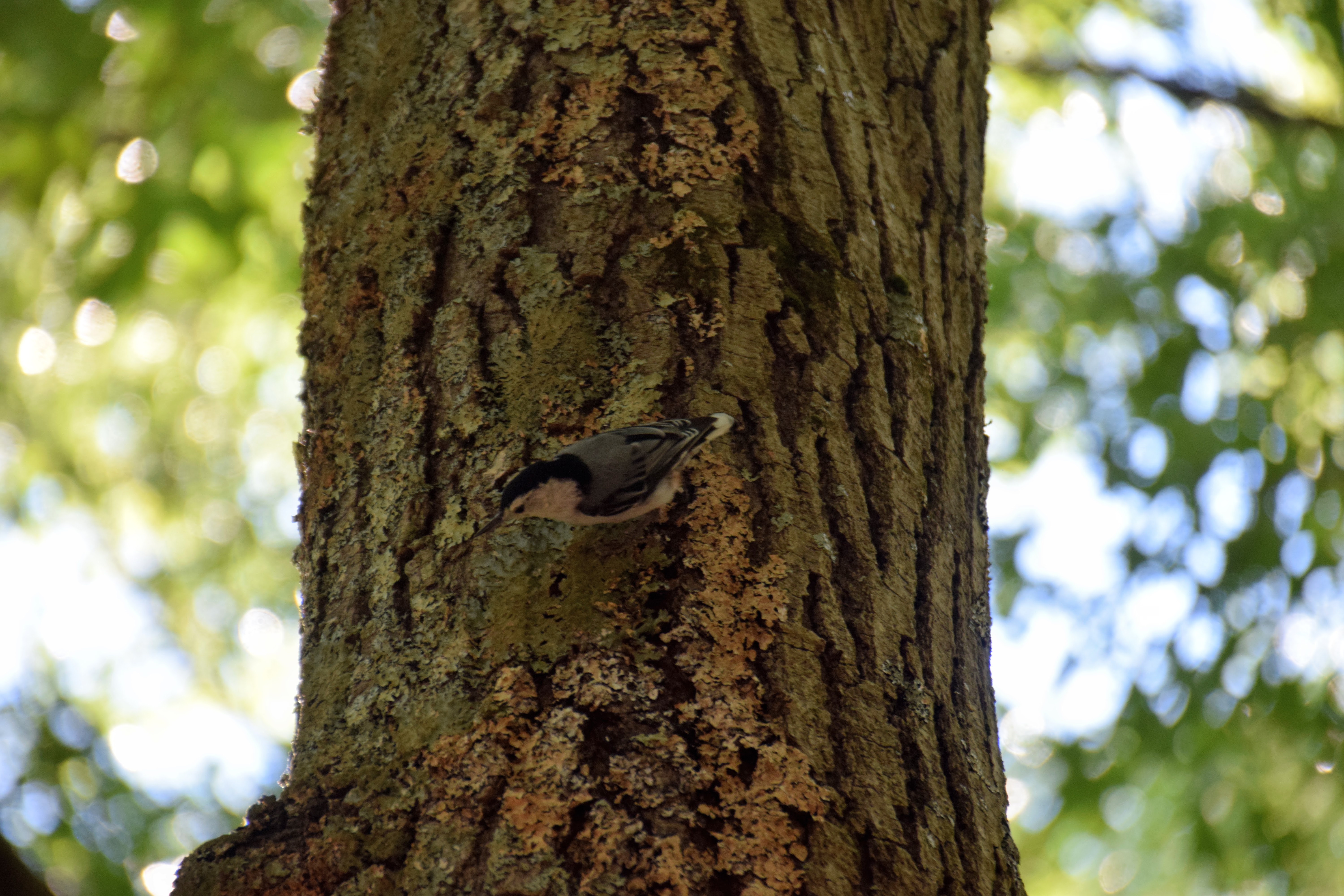 nuthatch