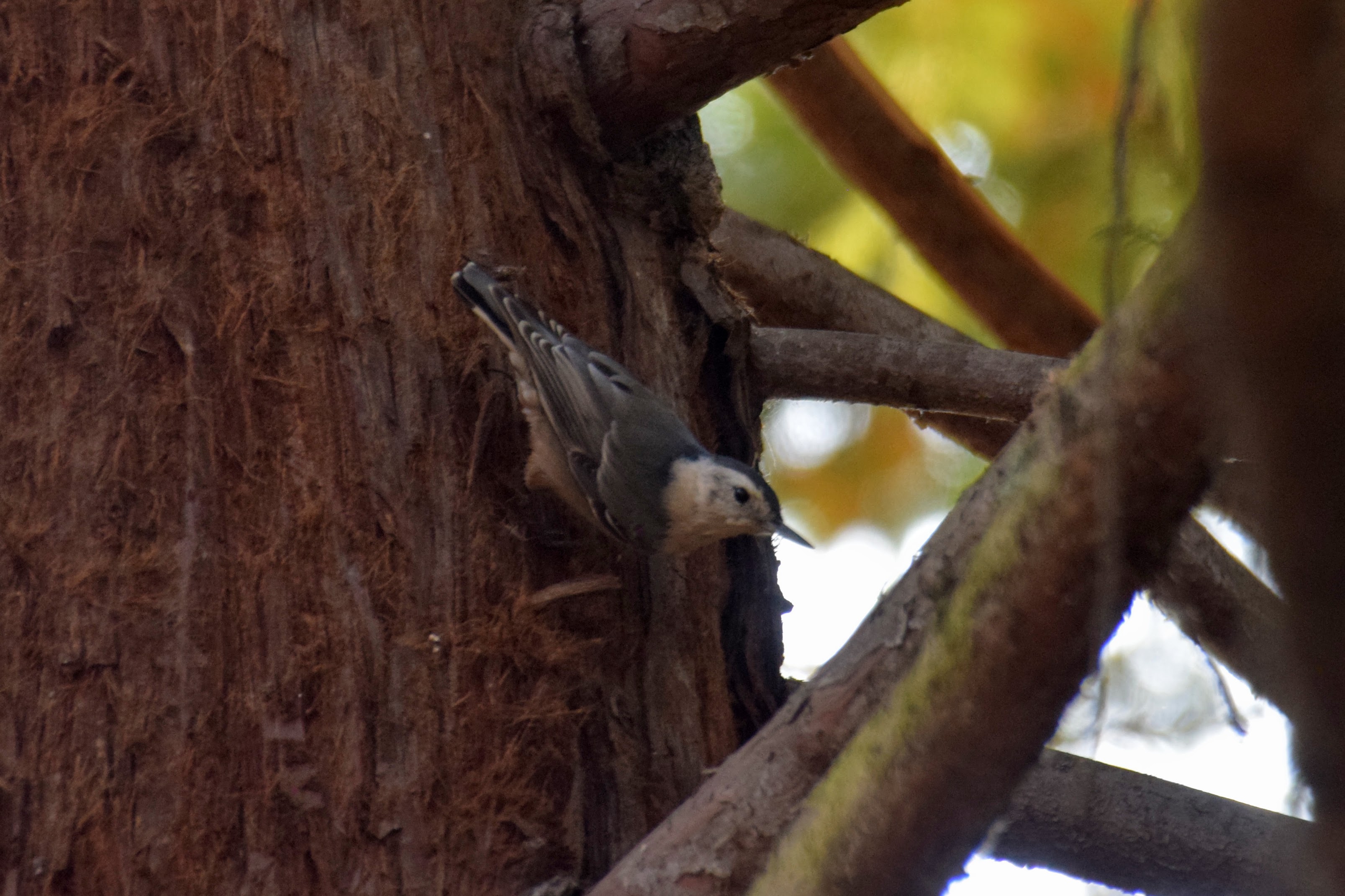 nuthatch