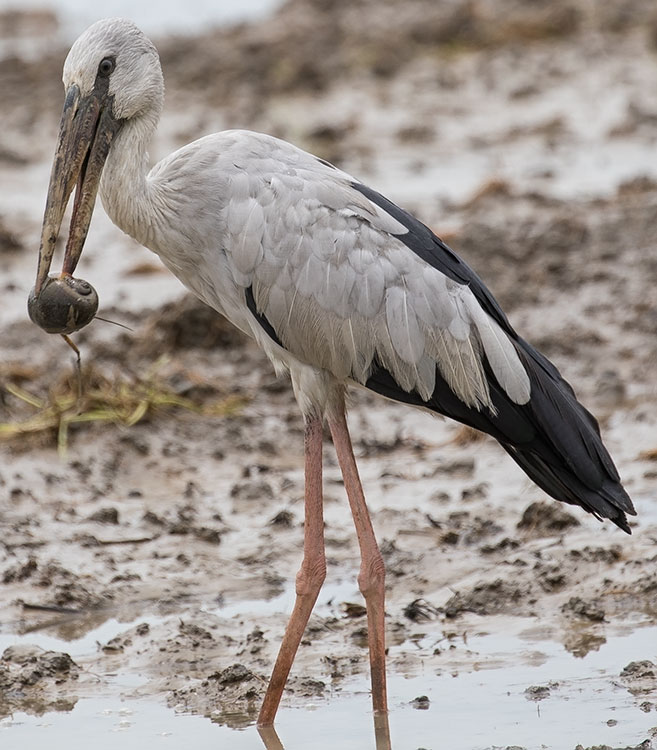 openbill