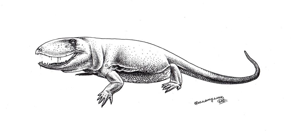 ophiacodon