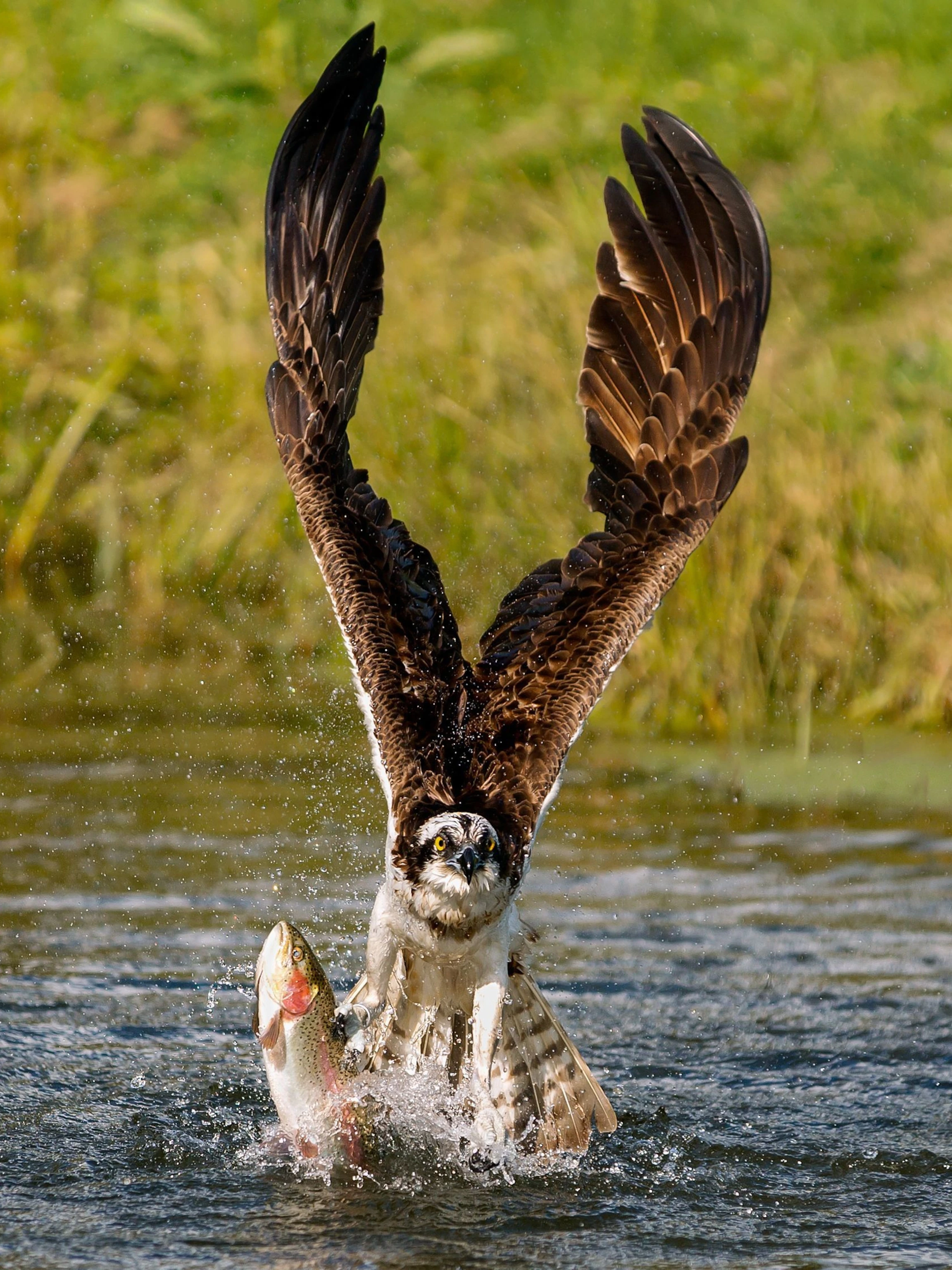 osprey