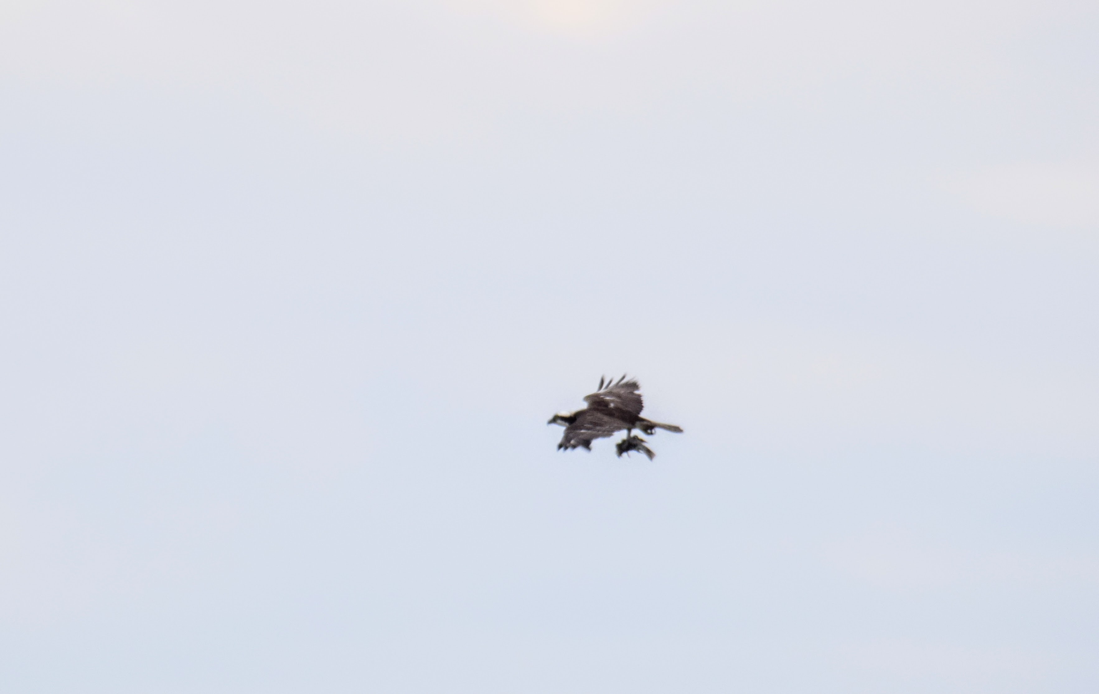 osprey