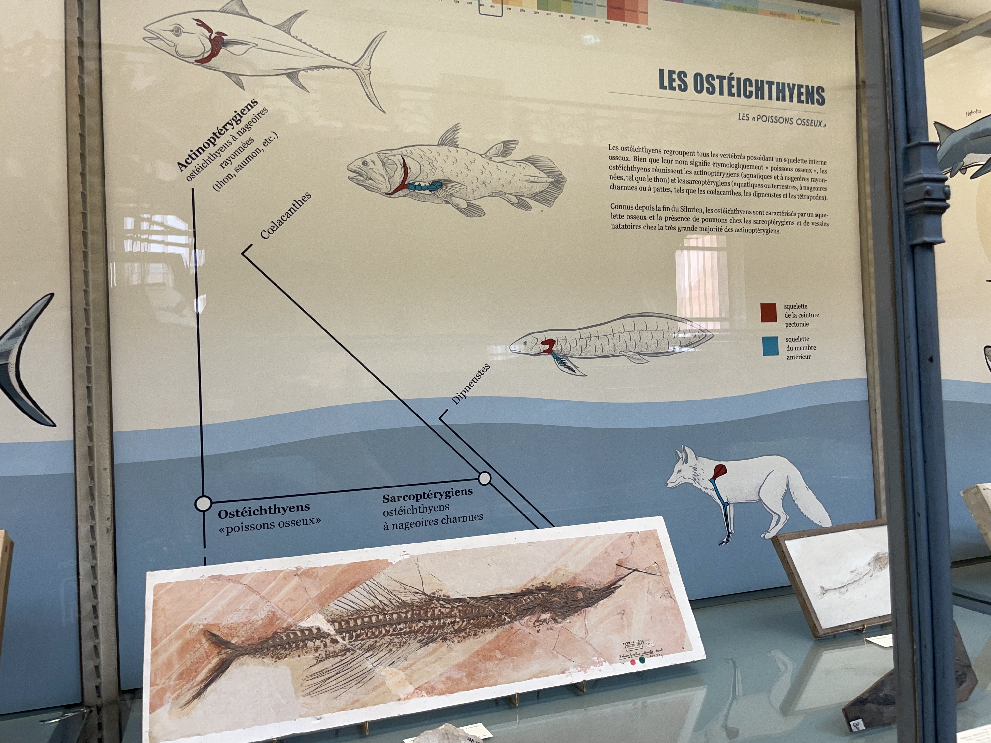 osteichthyes