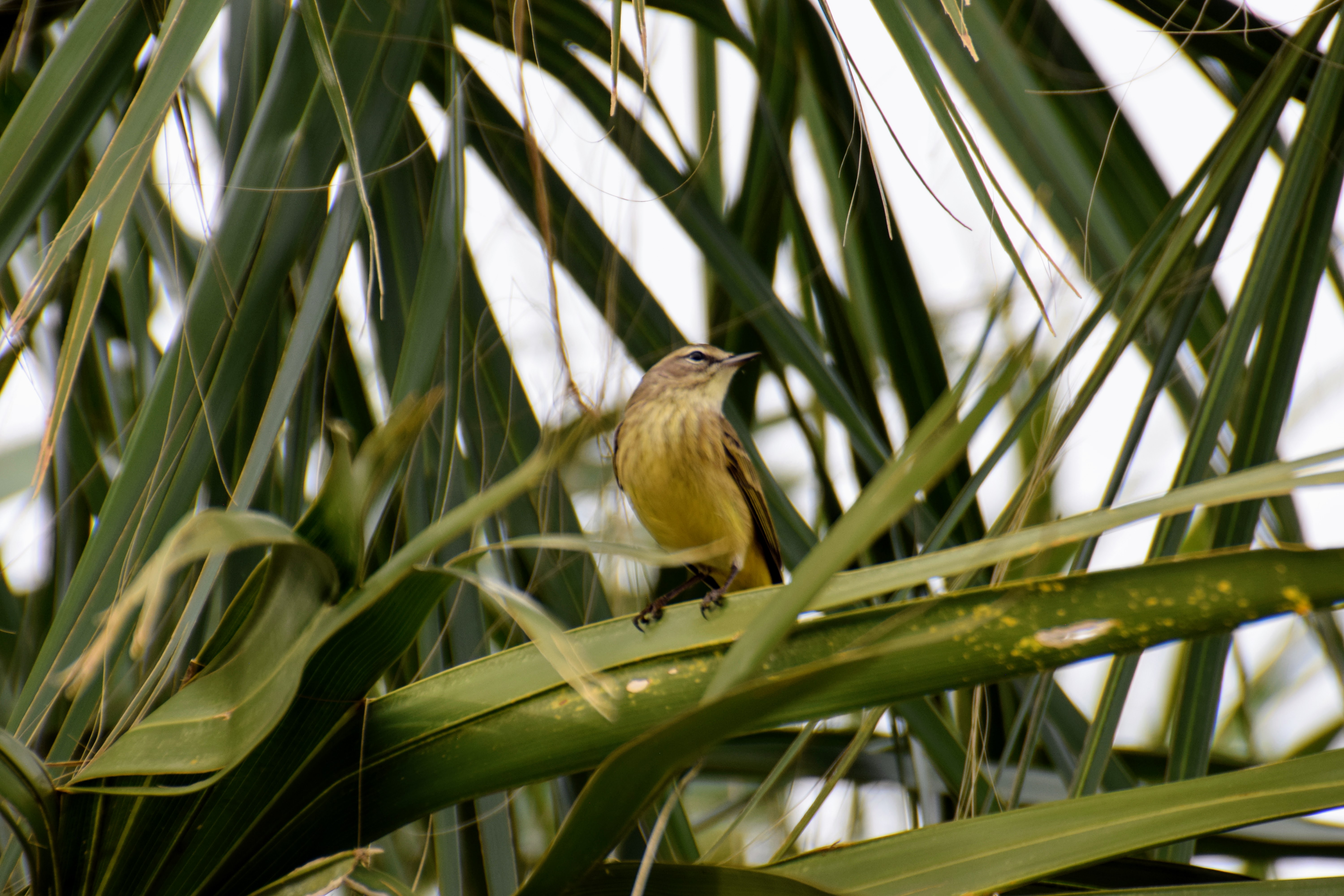 palm-warbler-2