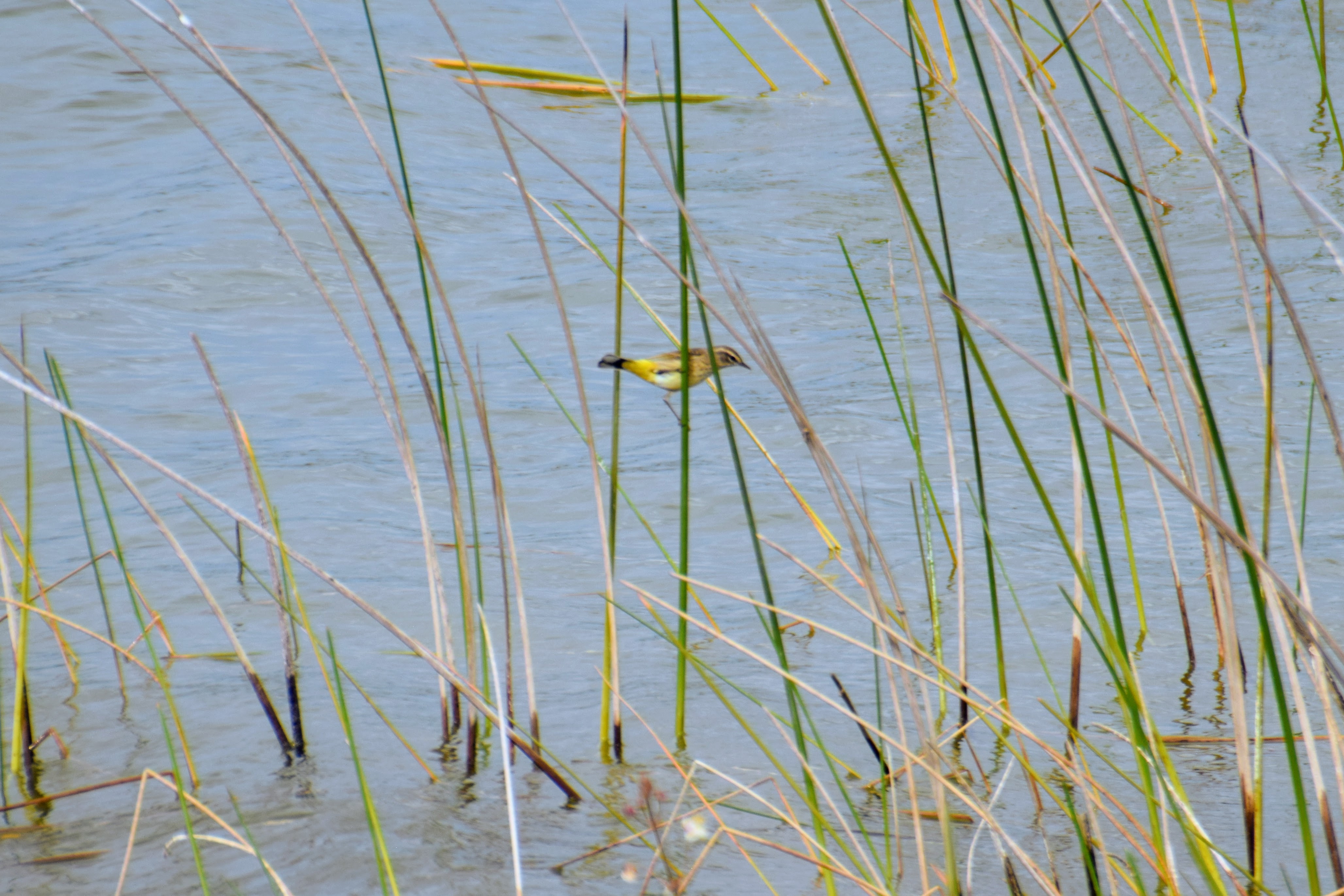 palm-warbler