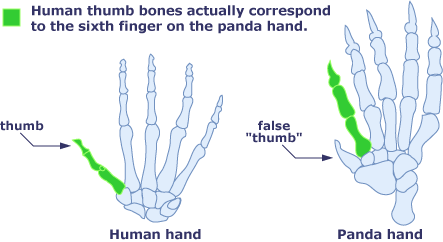 panda-thumb