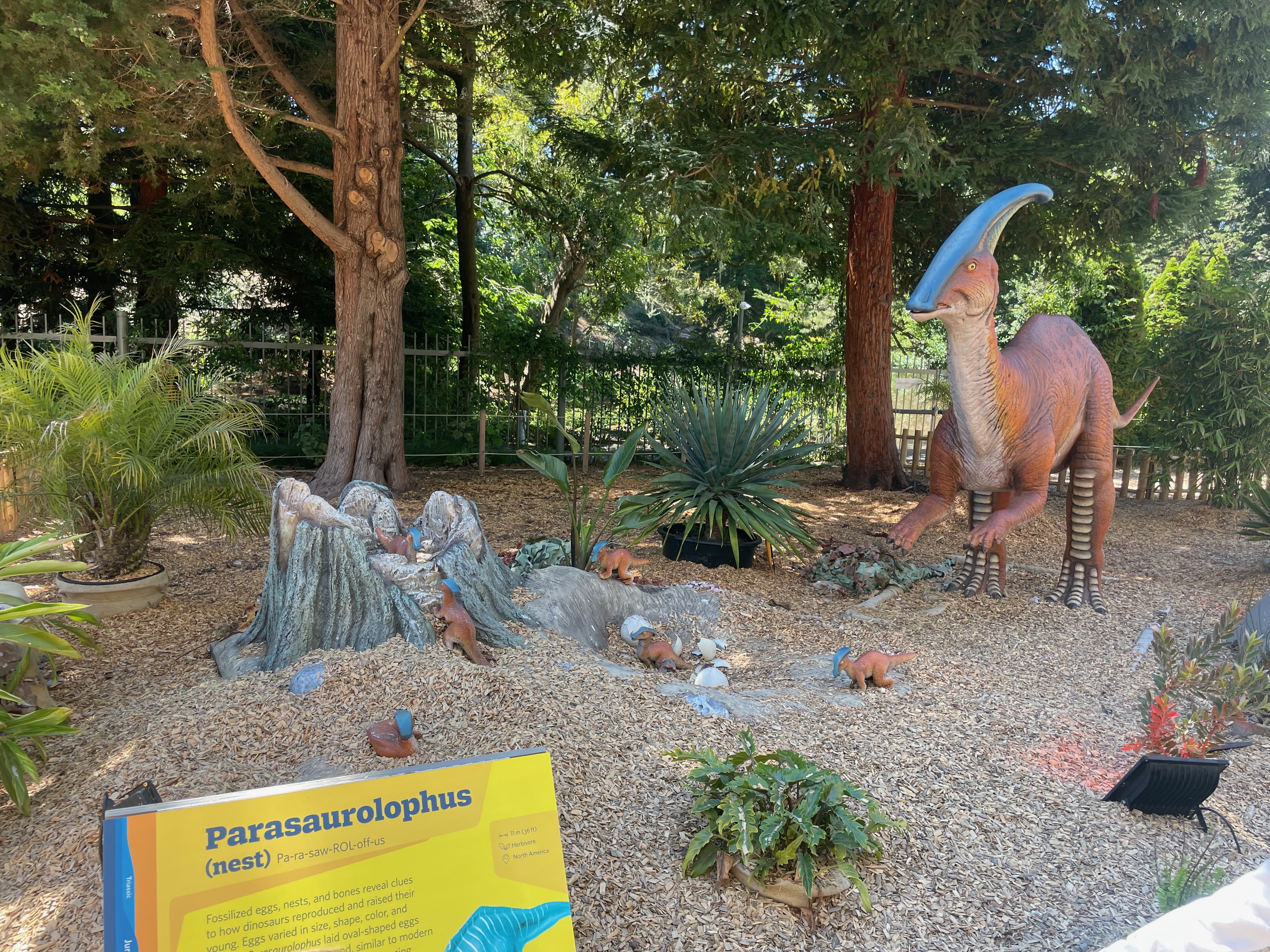 parasaurolophus
