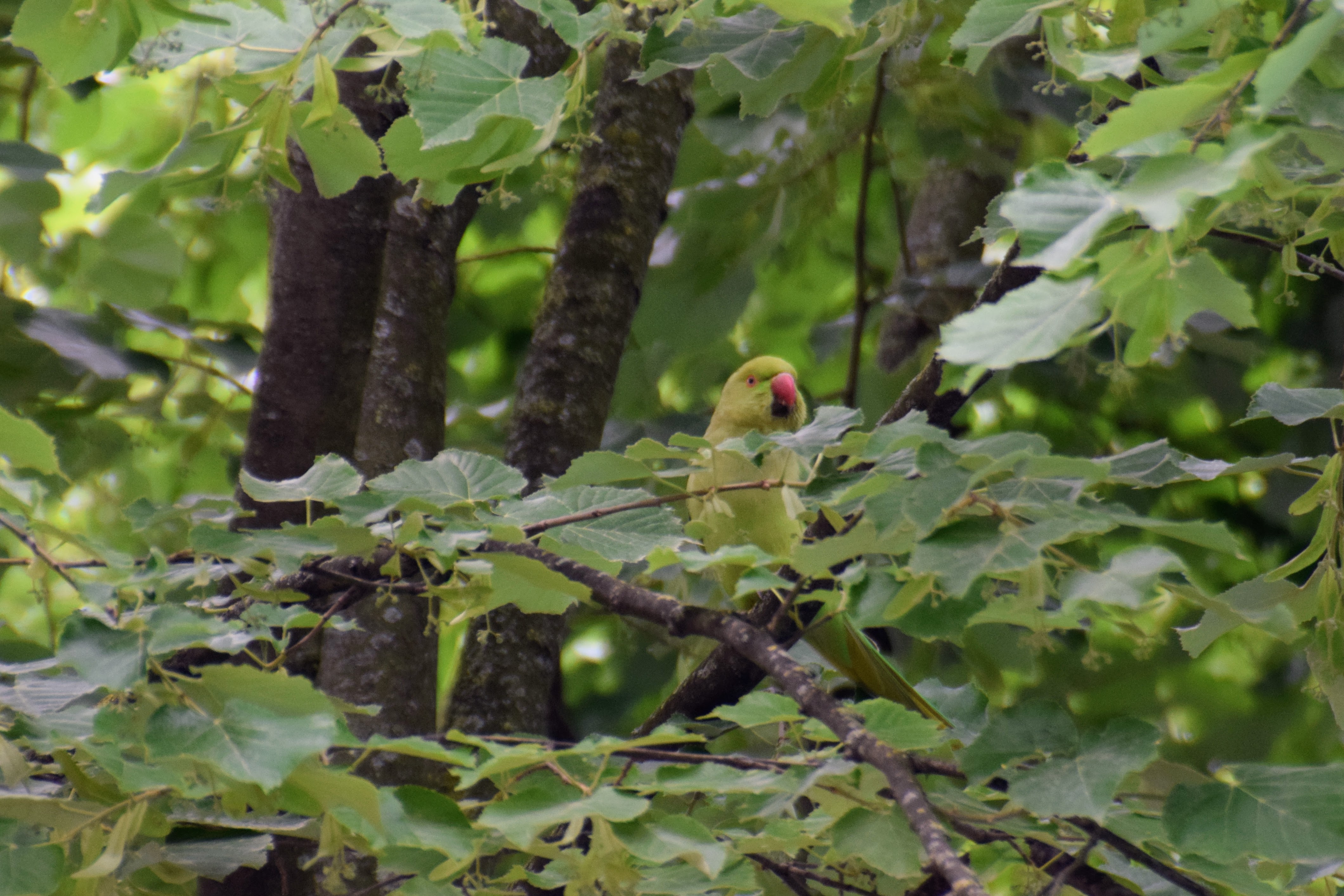 parrot3