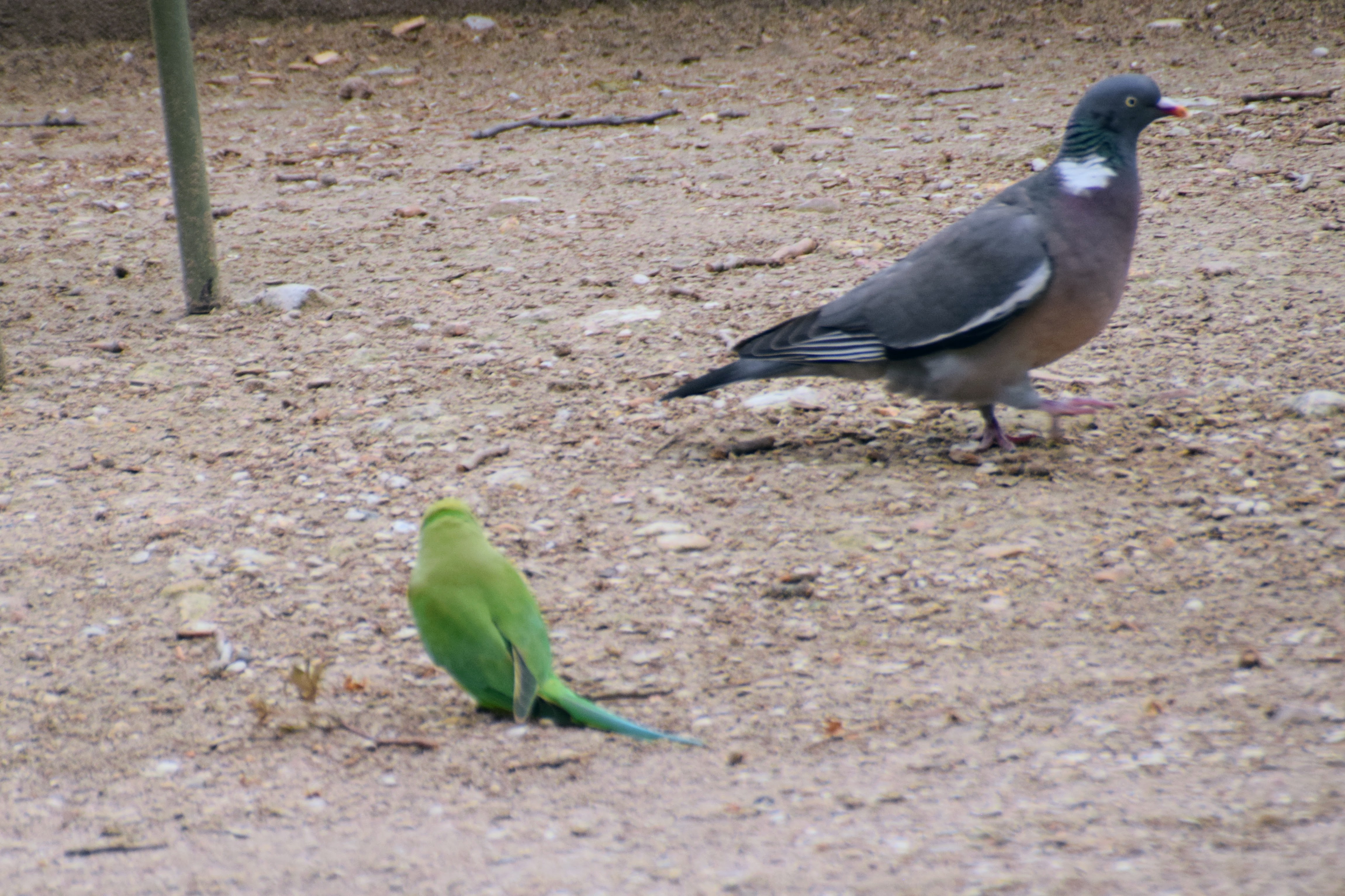 parrot2