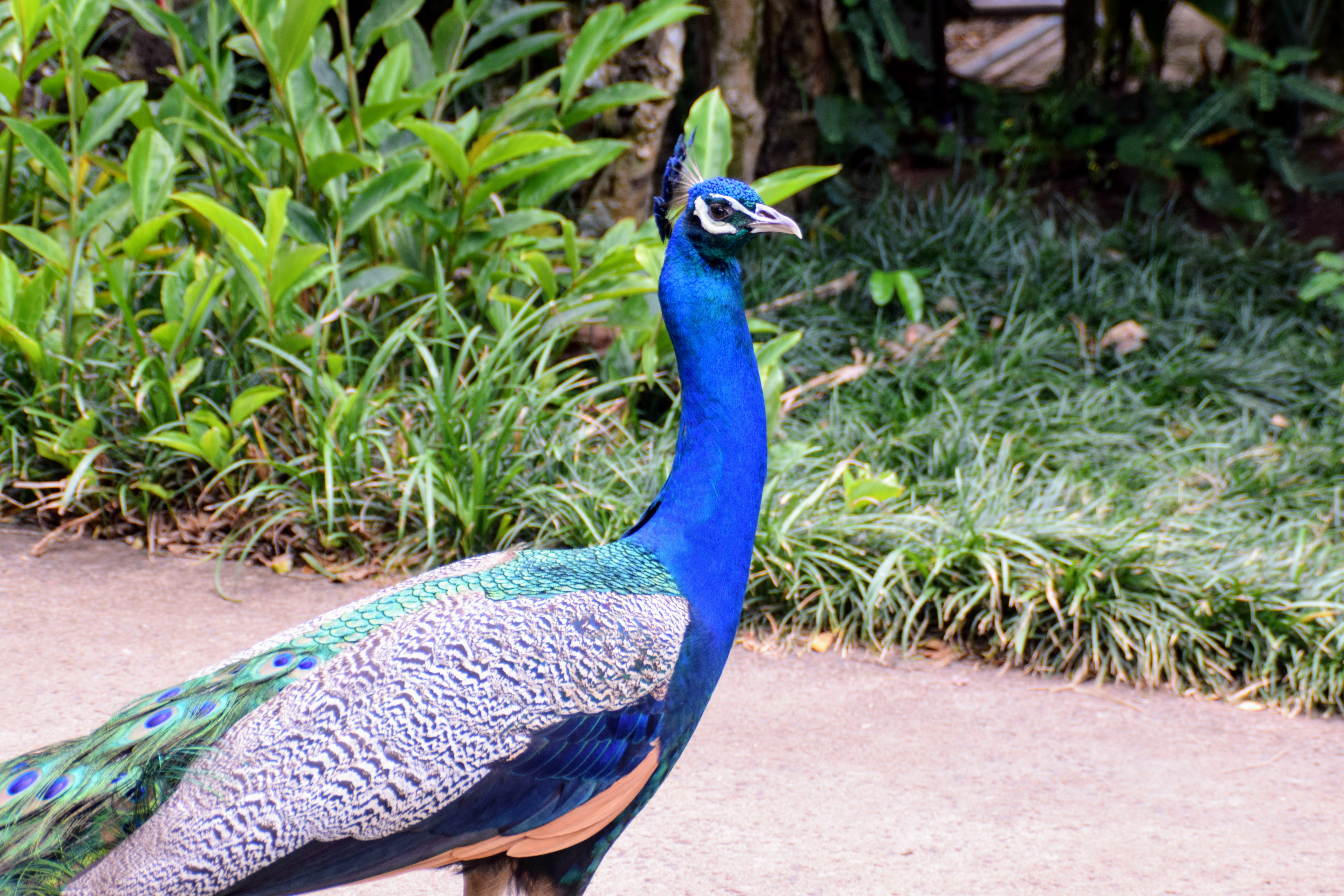 peacock