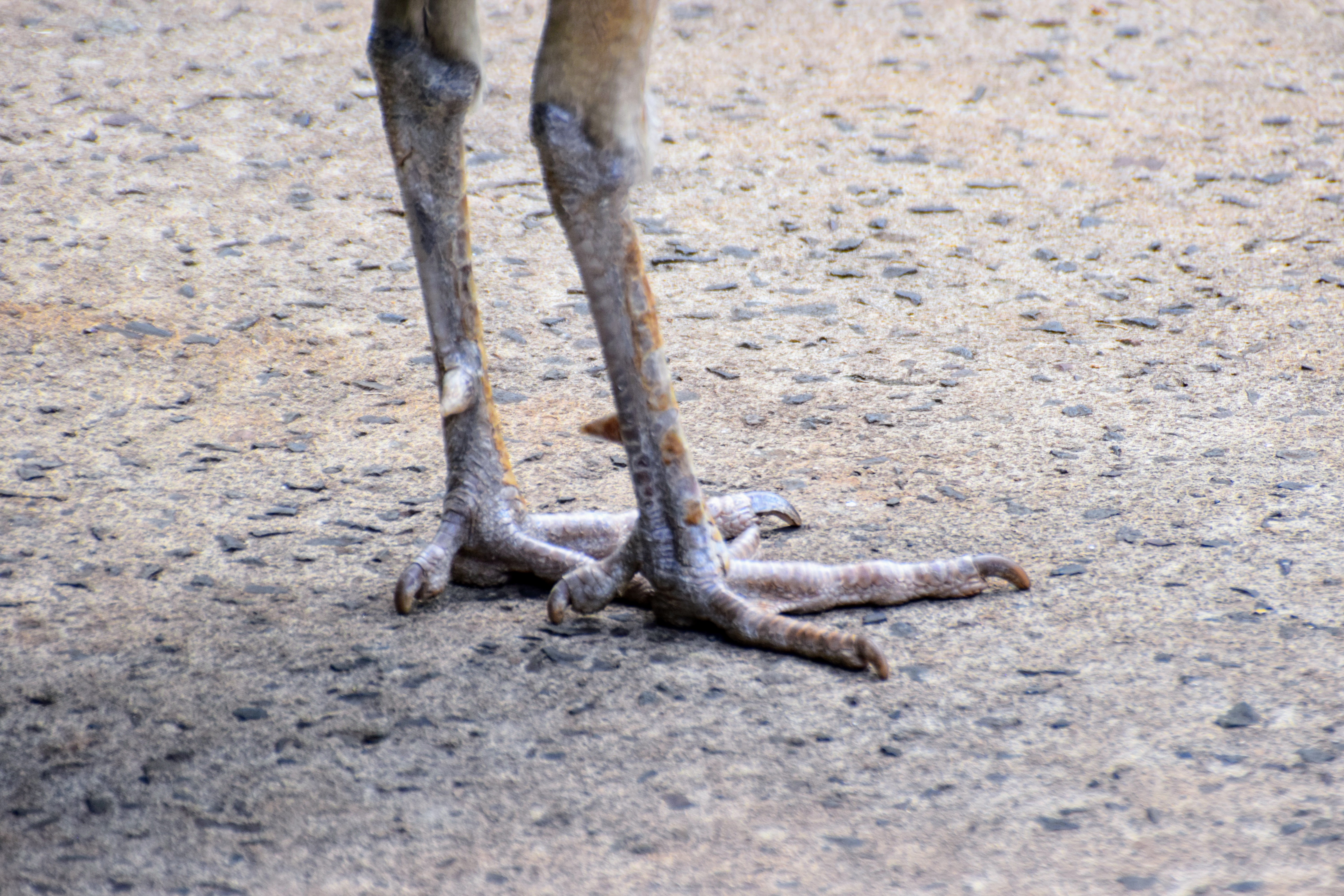 peacock-feet