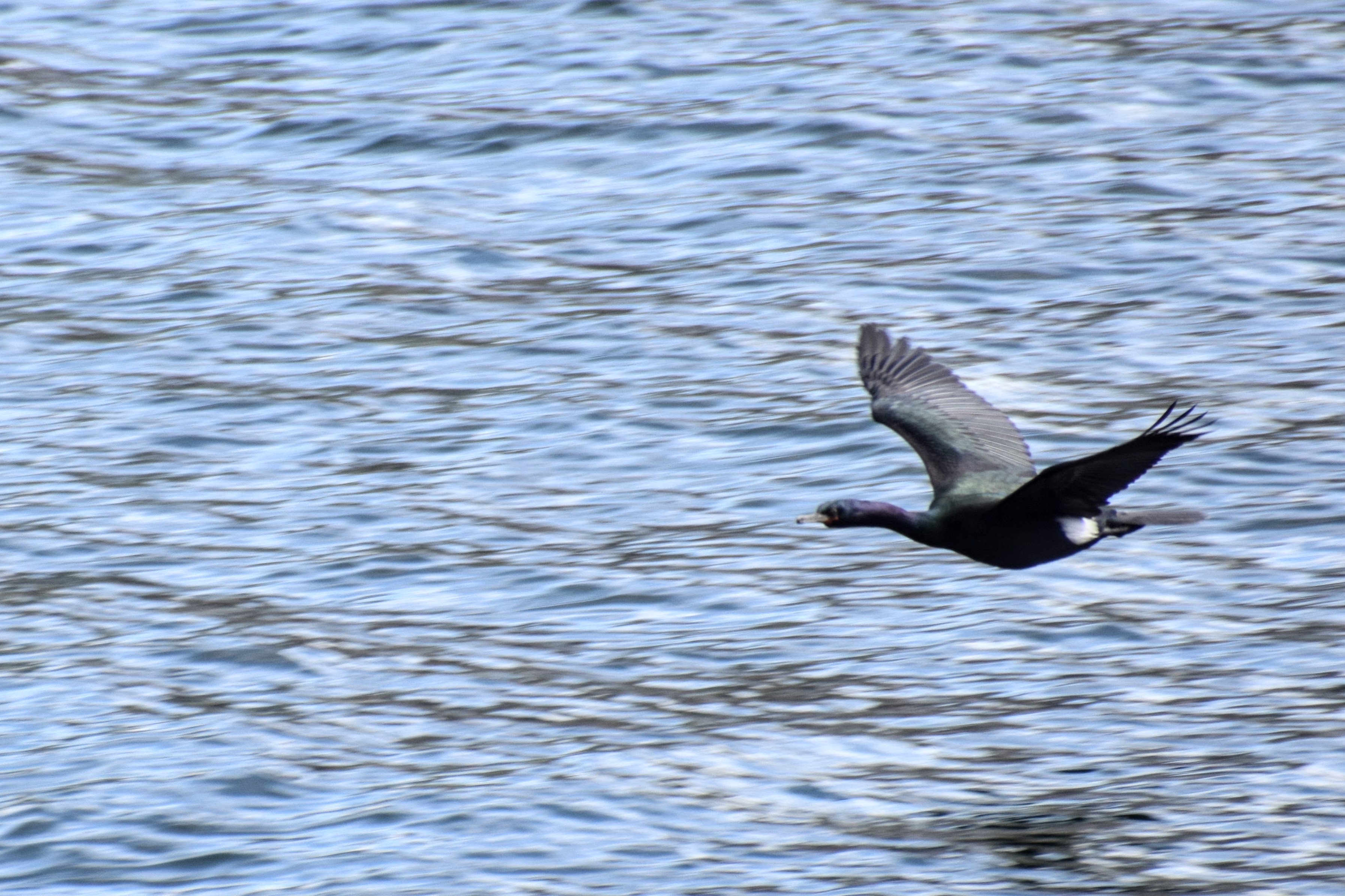 pelagic