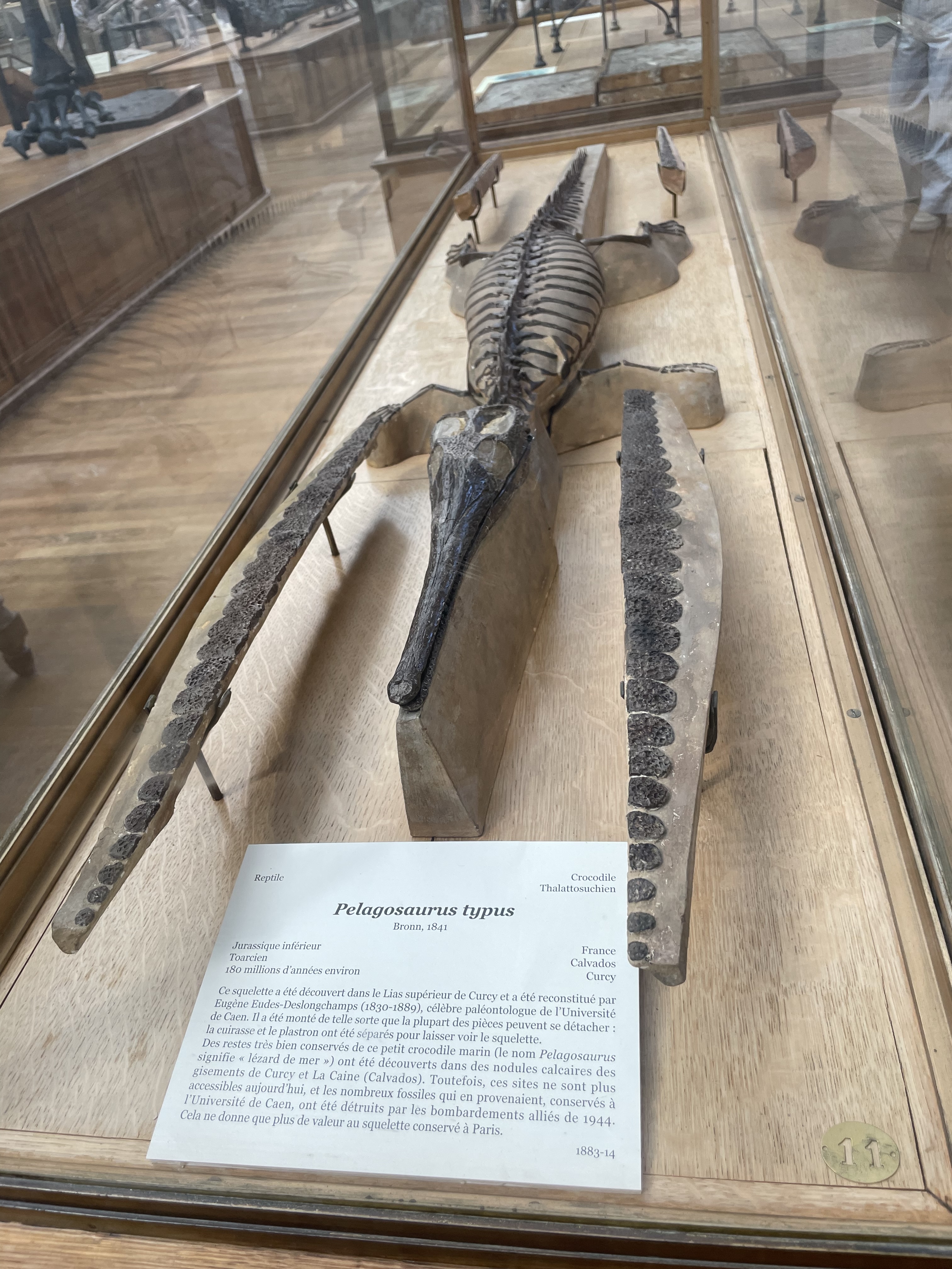 pelagosaurus