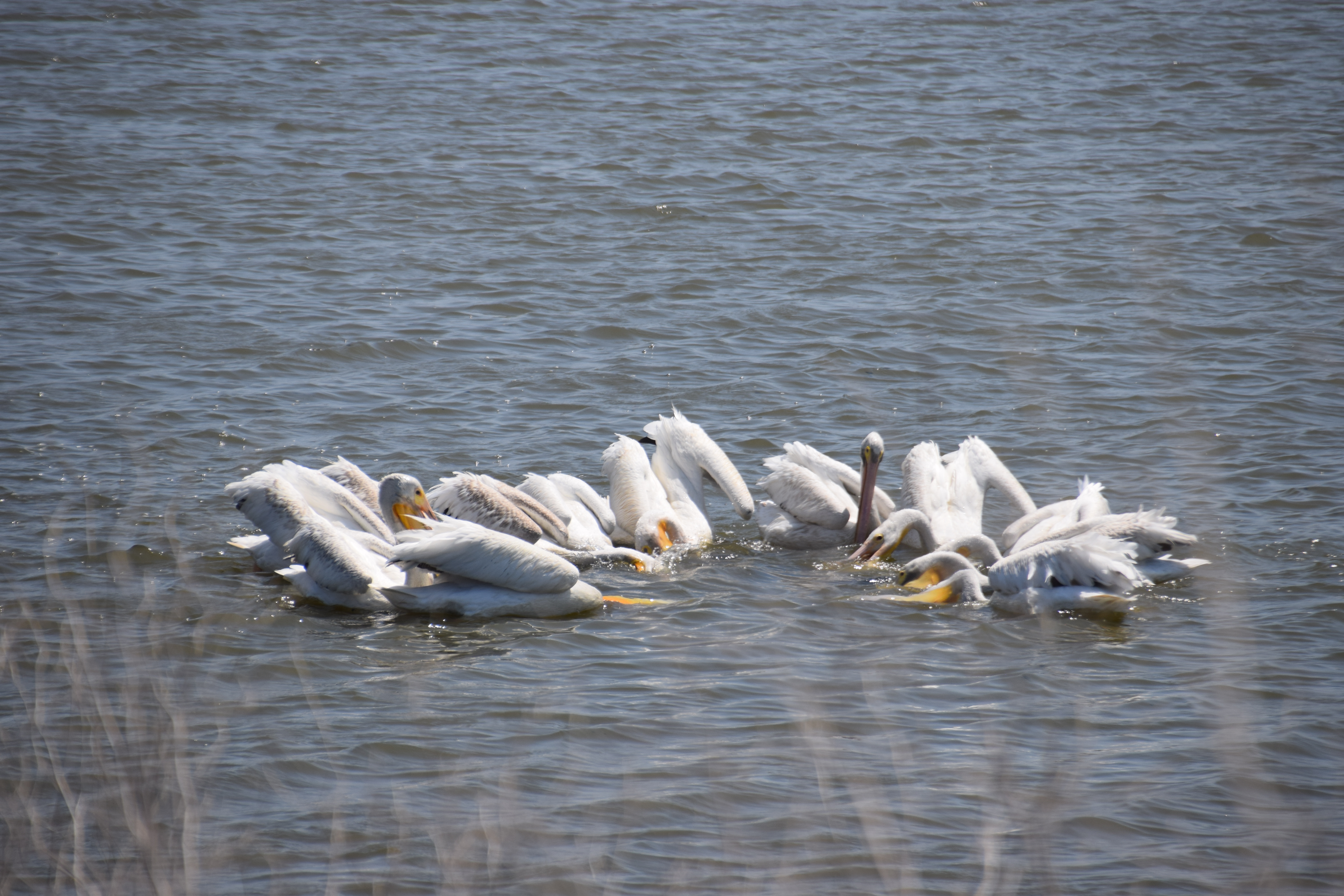 pelicans