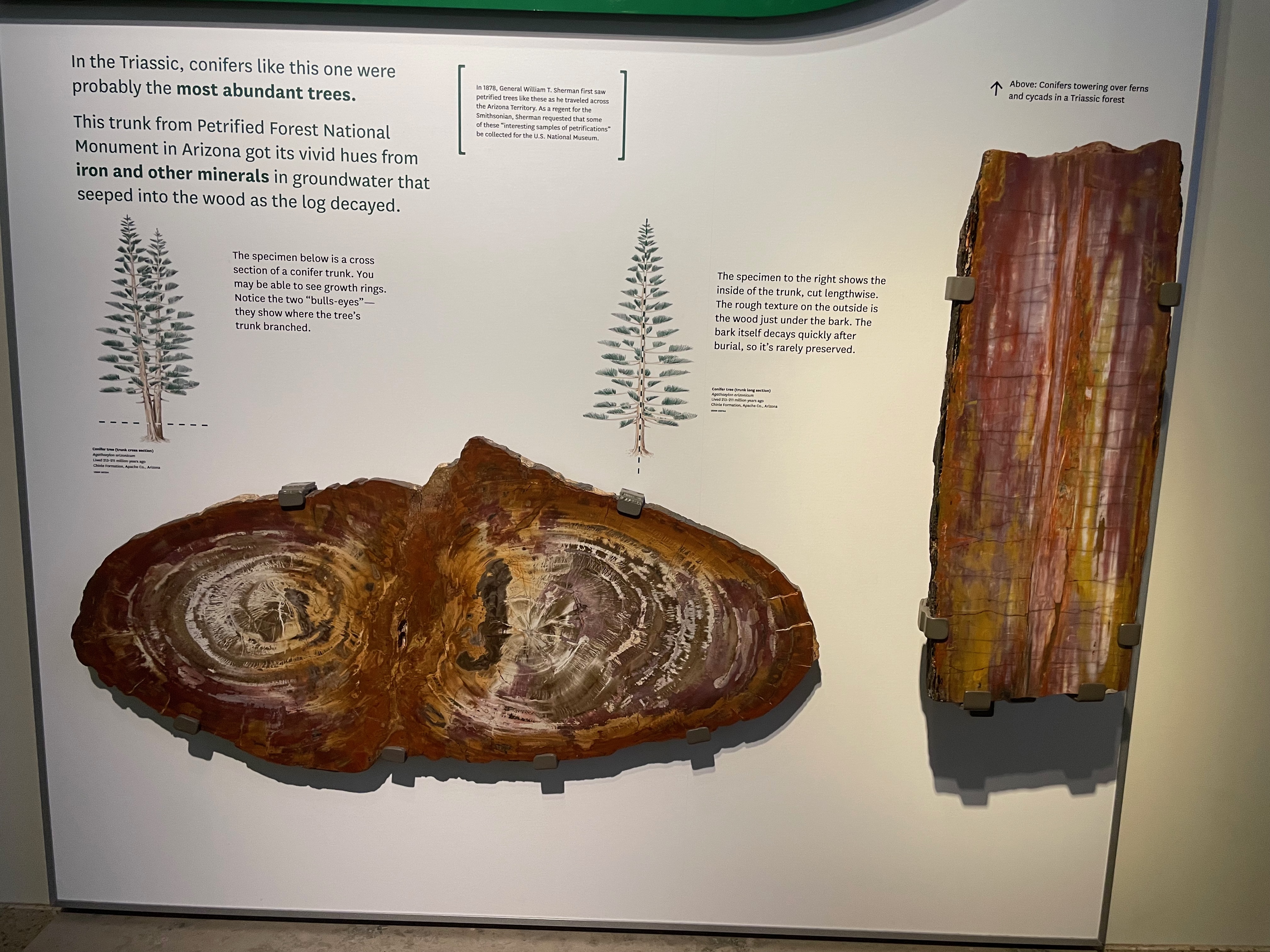 triassic conifers