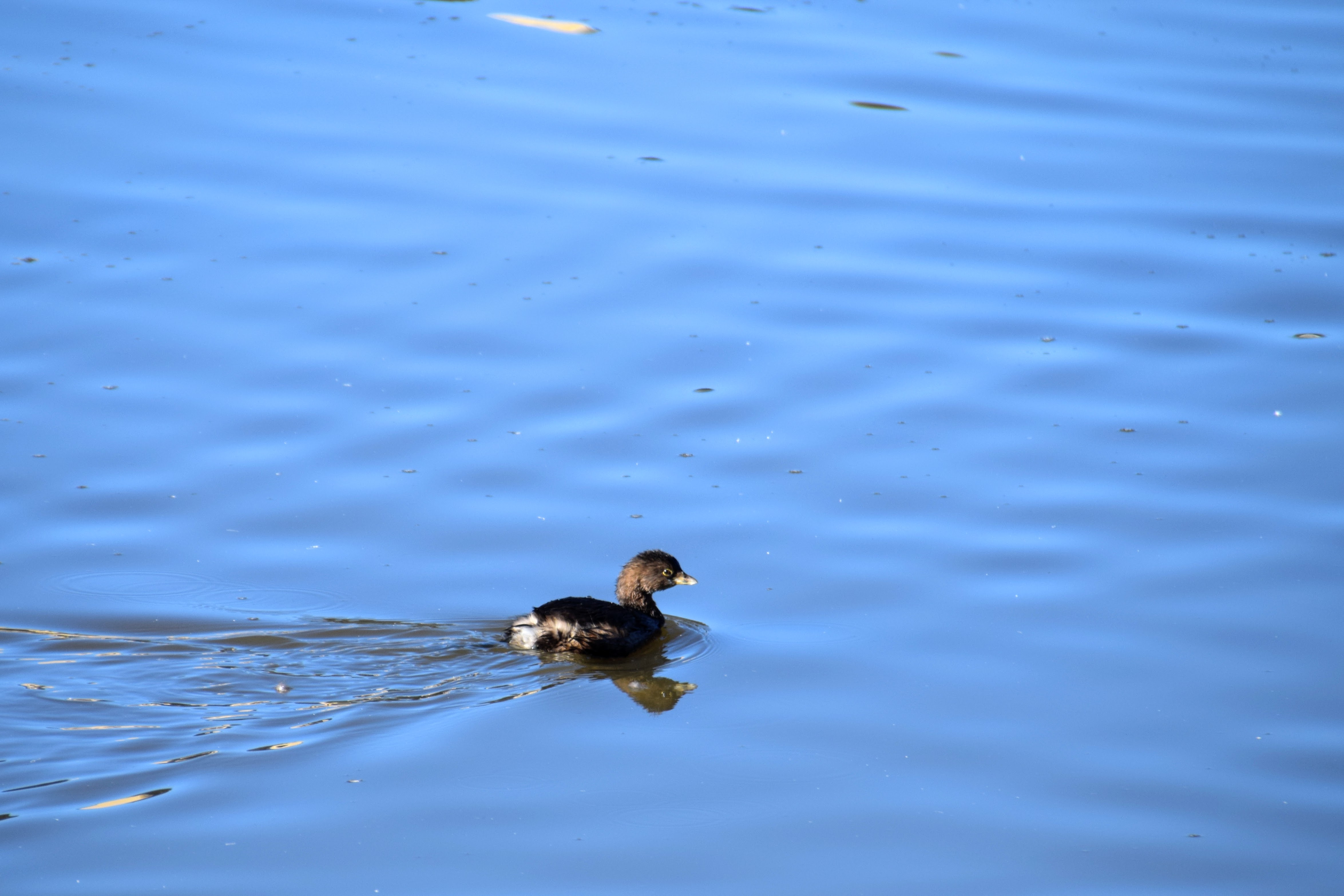 grebe2