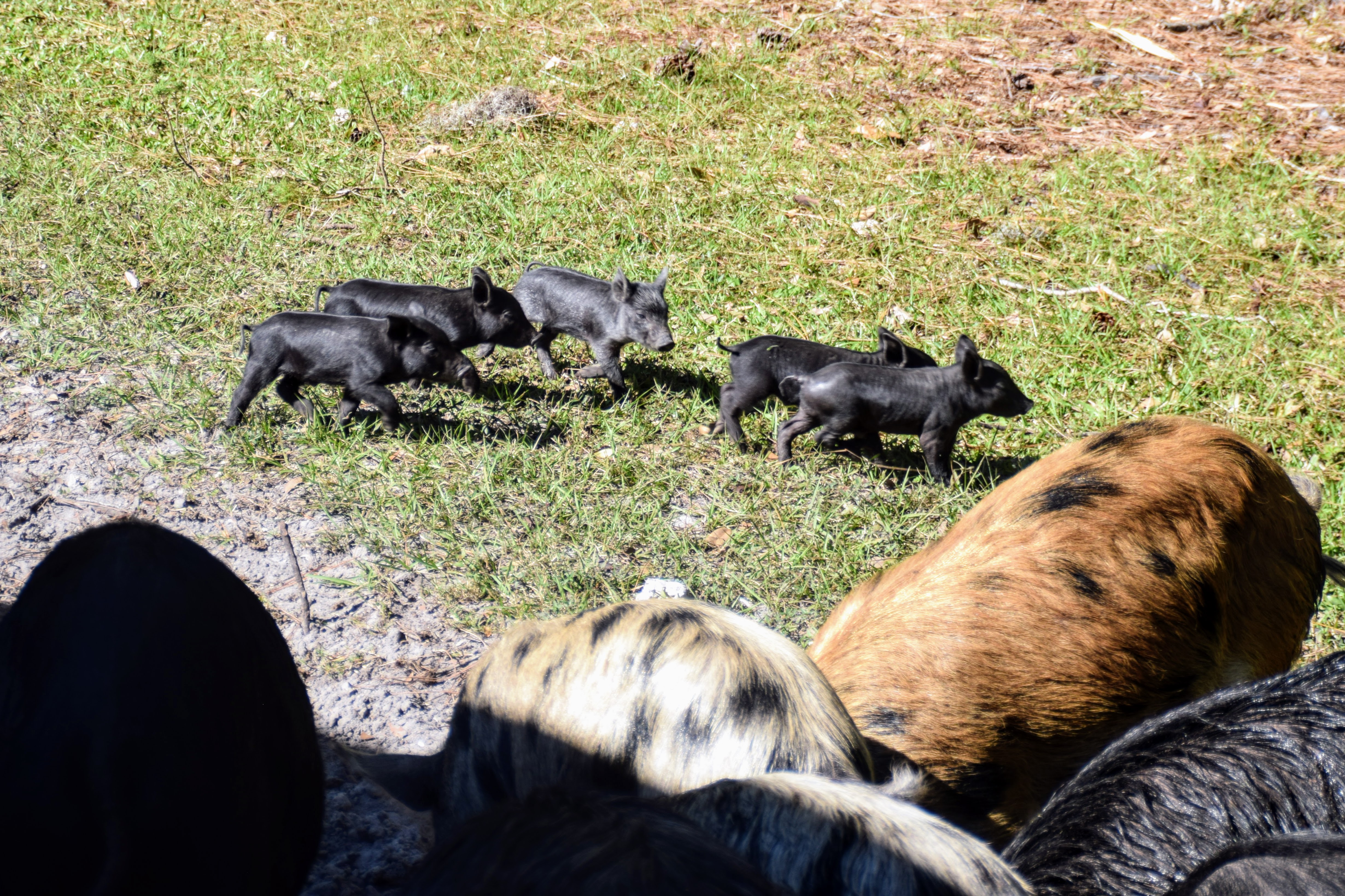 piglets