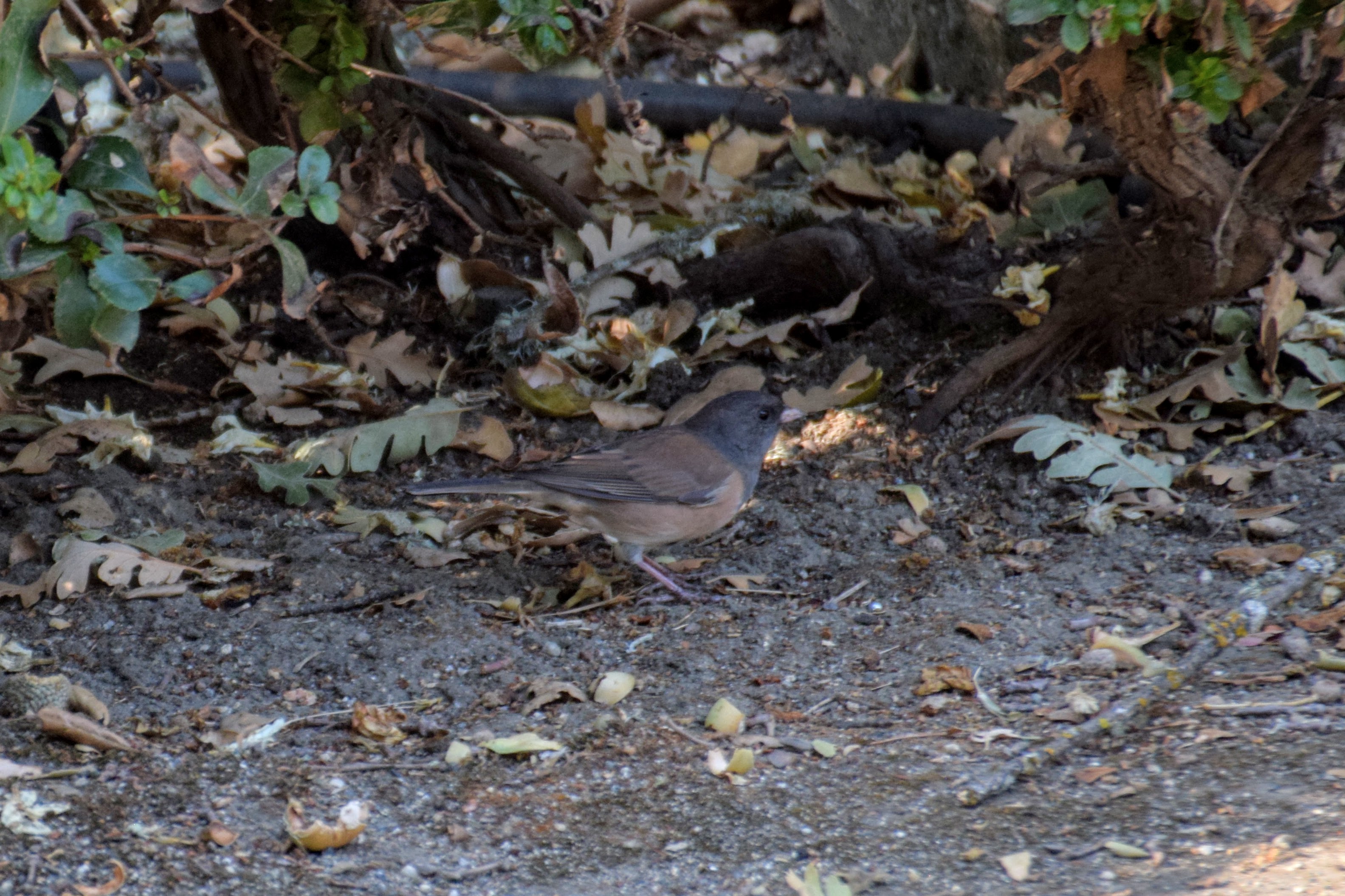 pink-sided