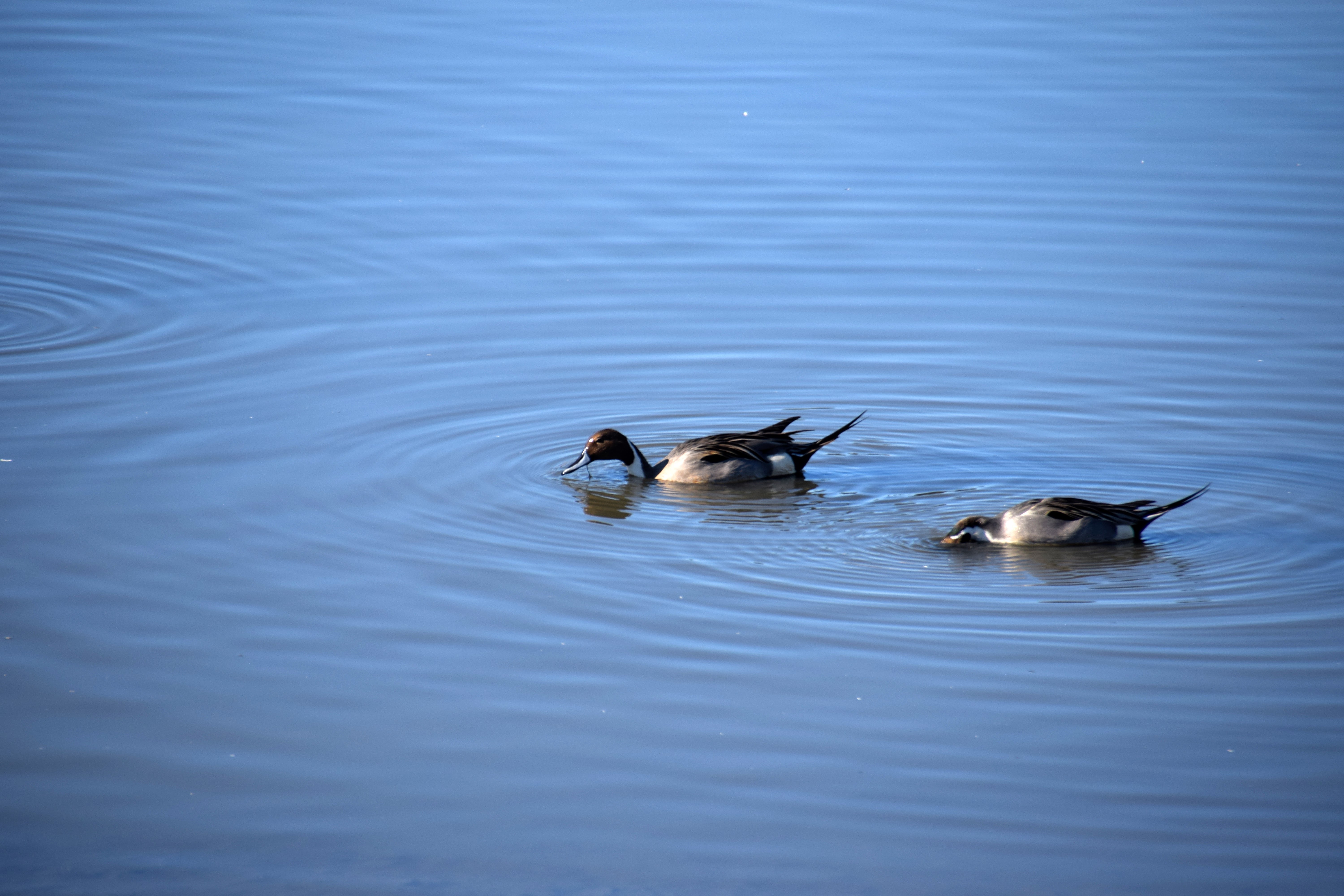 pintails