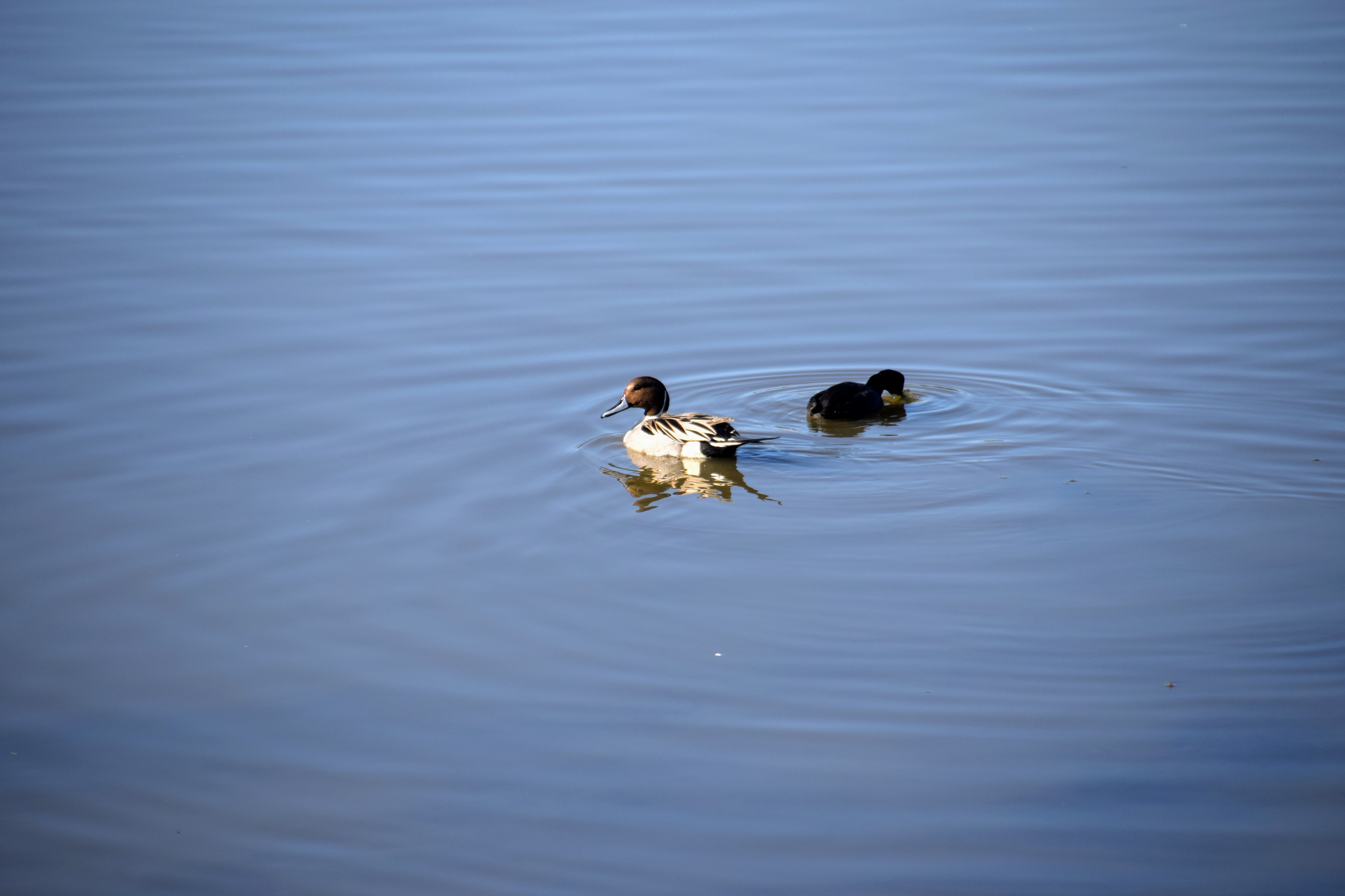 pintails2