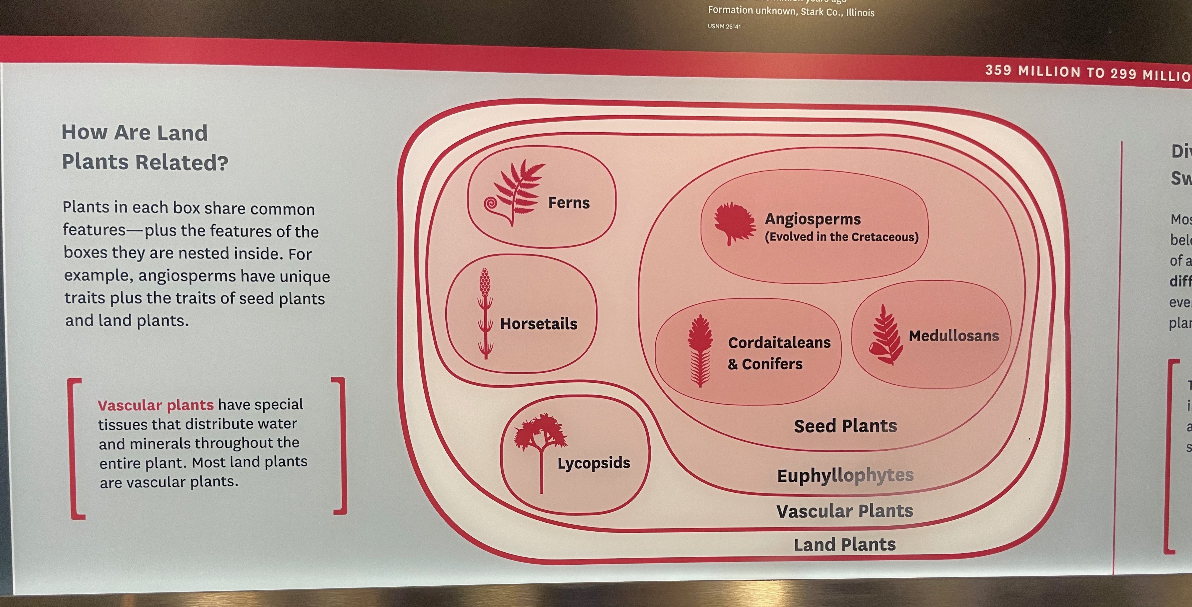 plant-families