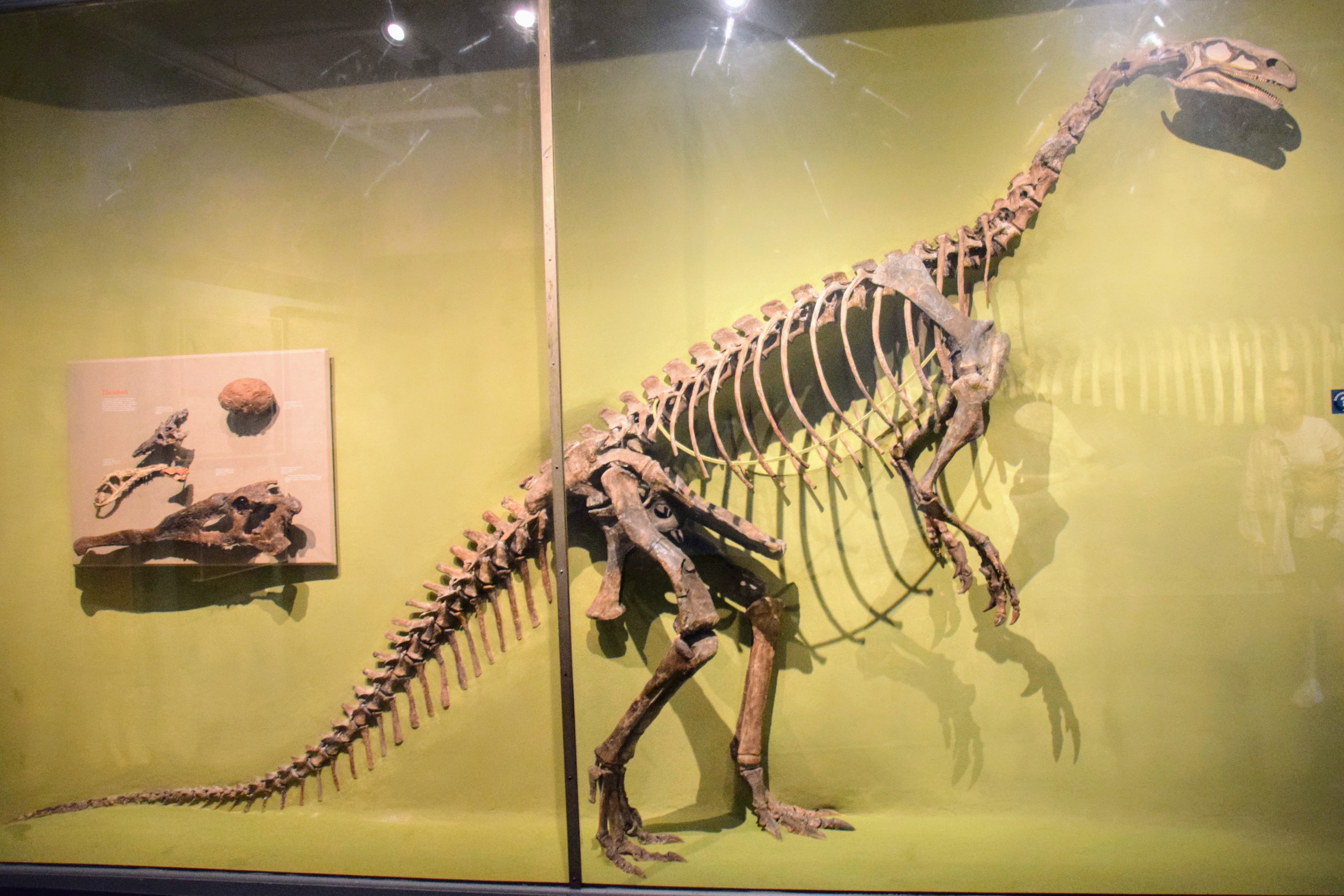 plateosaurus