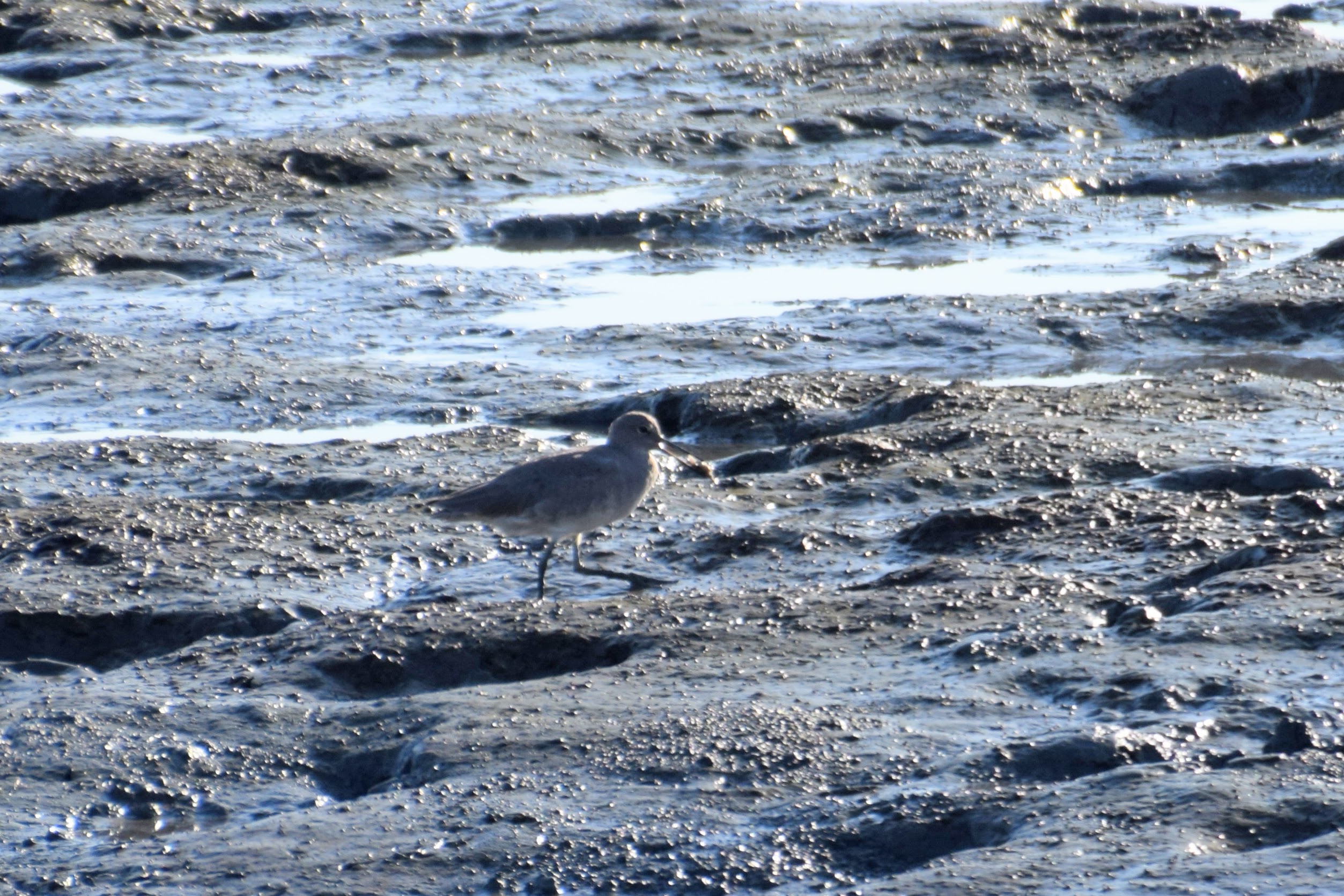 willet